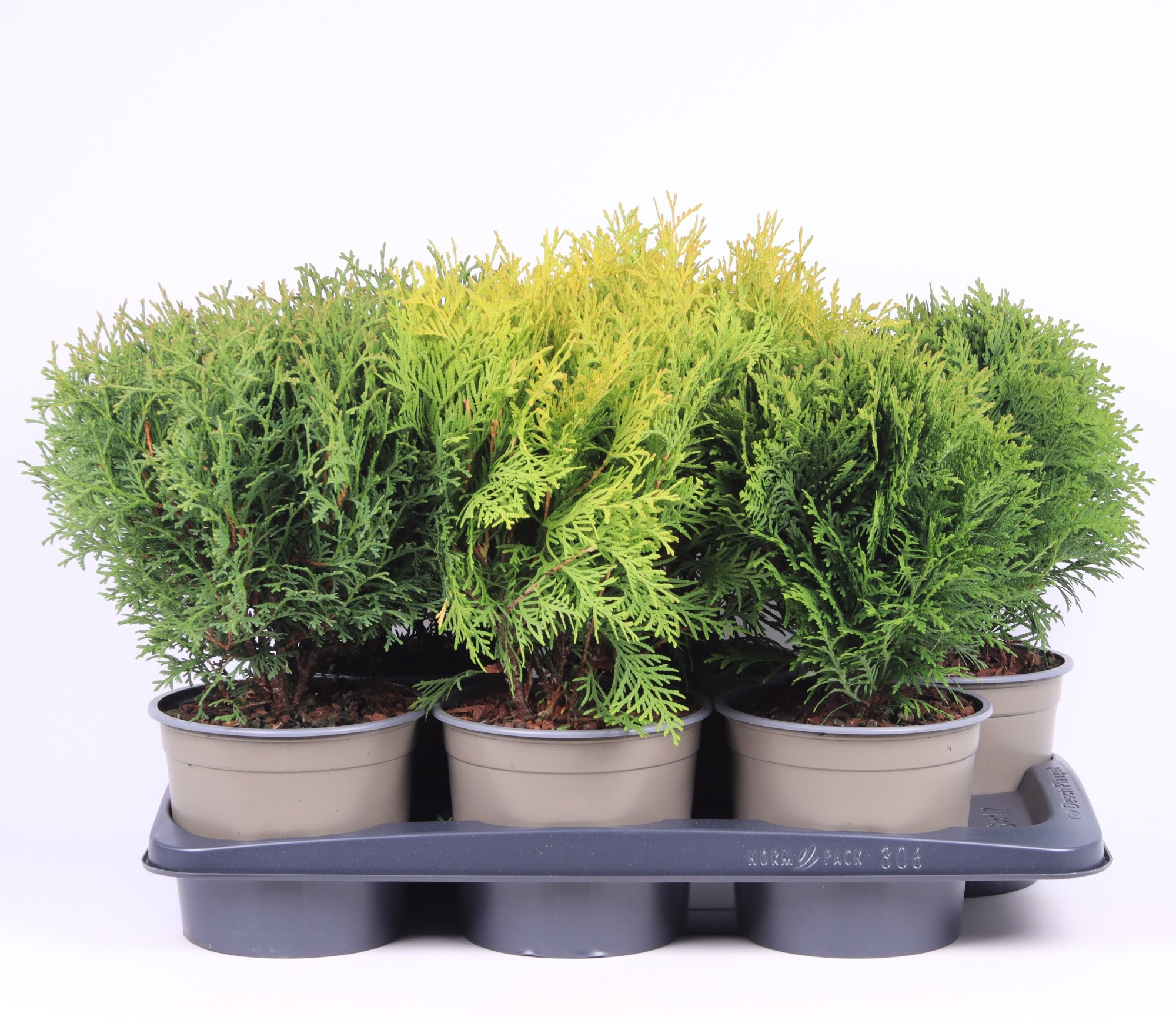 Bolvormige mix P-17, D 17