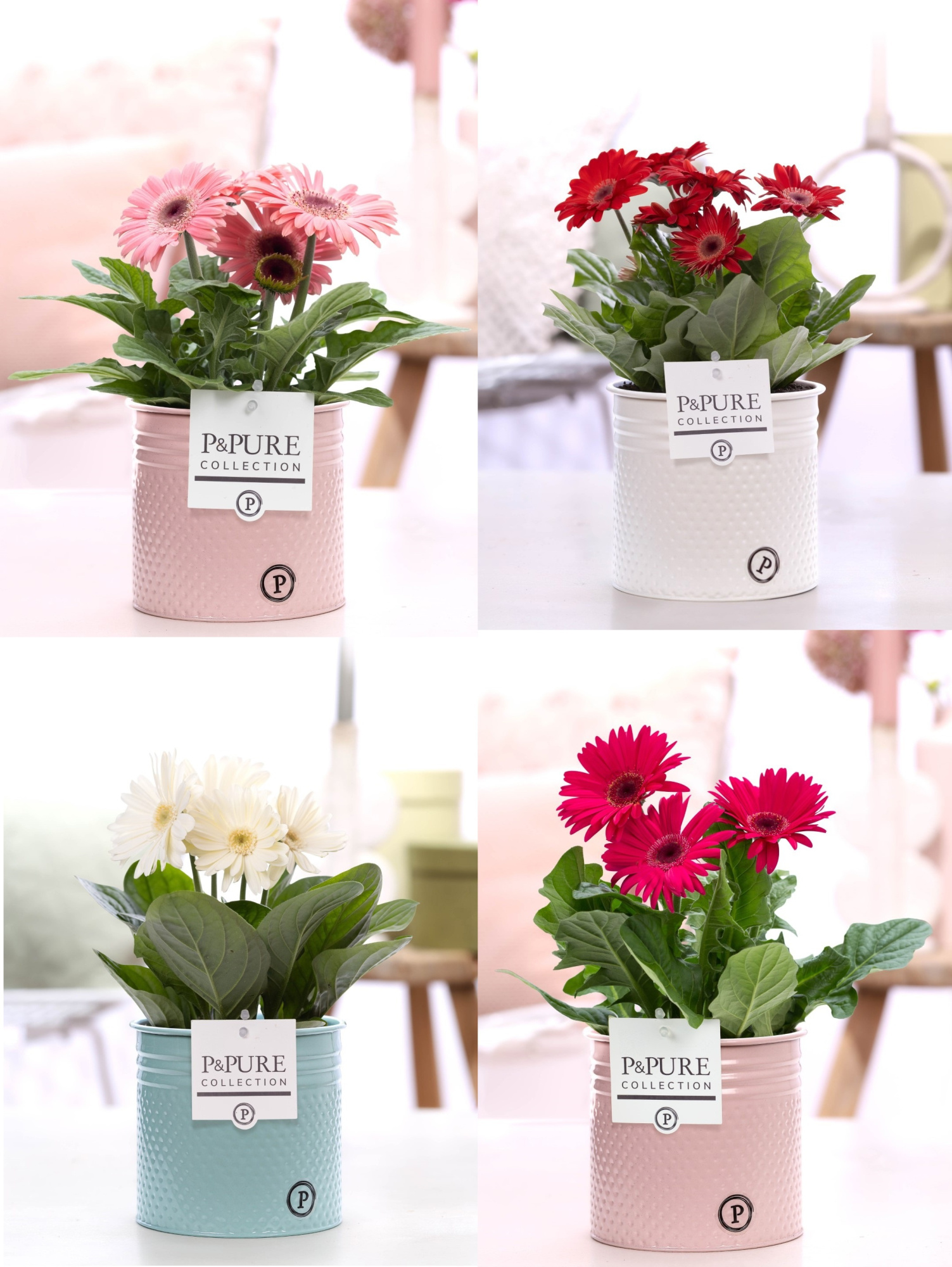 Gerbera belicht 2+ in Pure Zinc Louise 3 ass, D 12