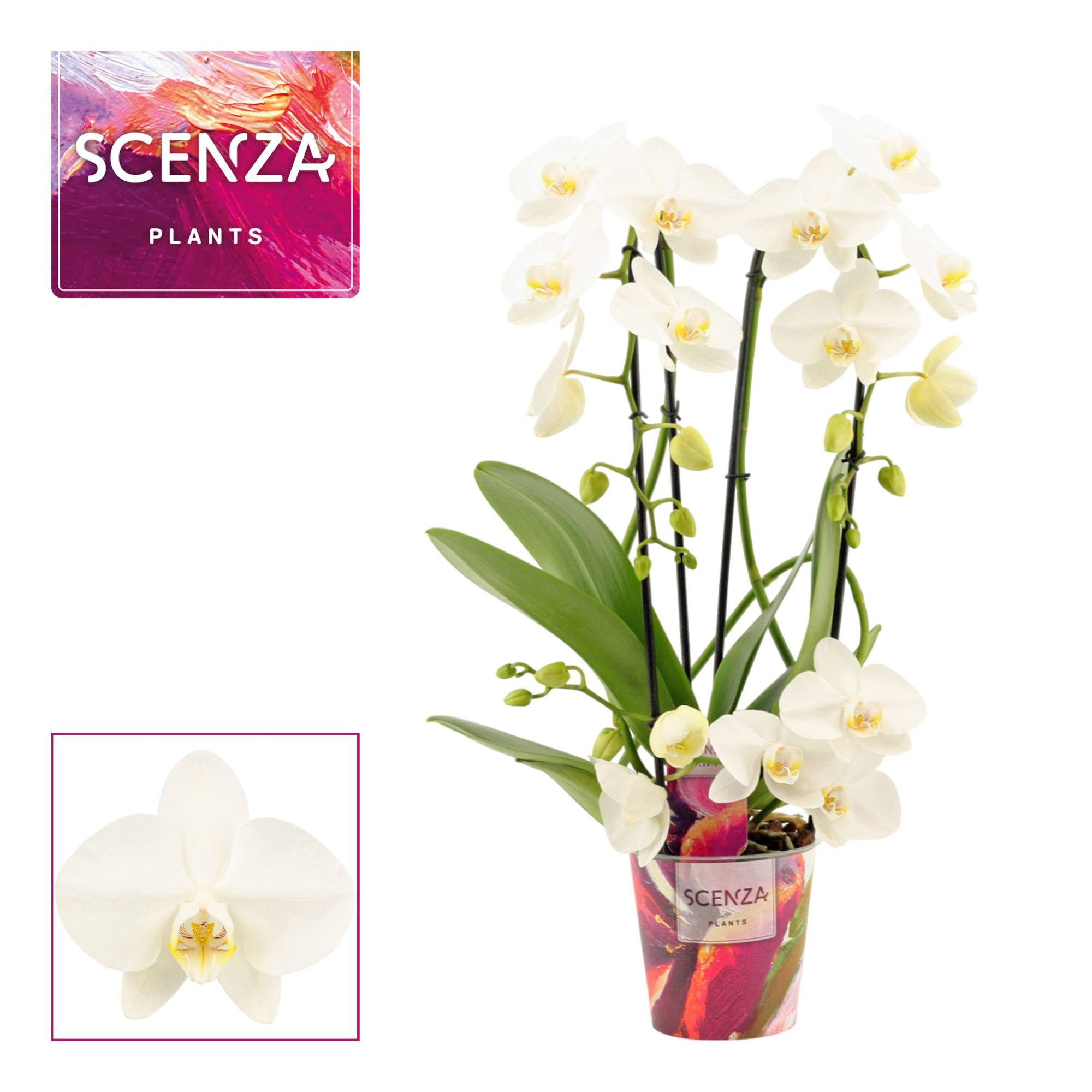 Phalaenopsis twirl wit (Scenza), D 12
