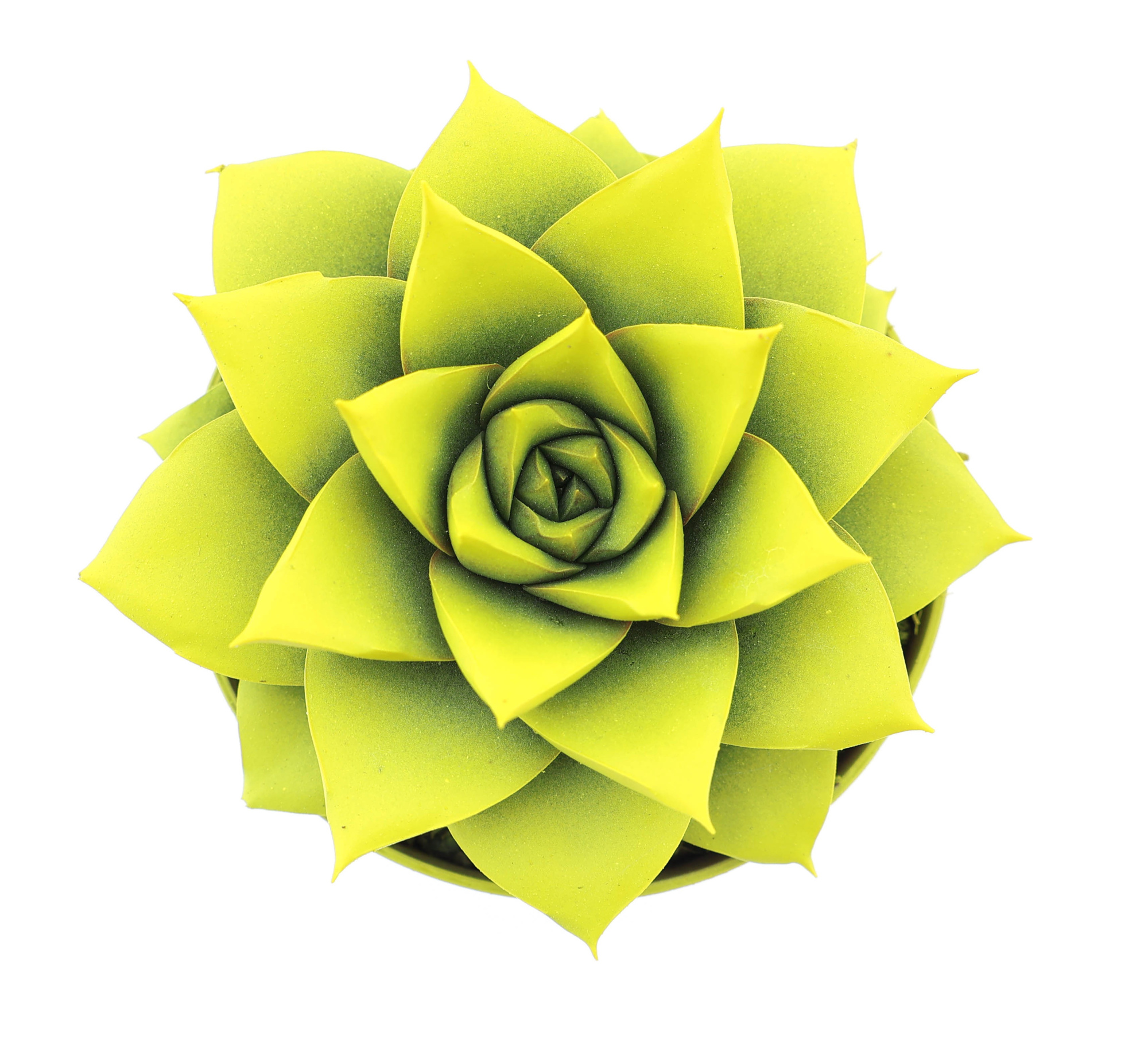 Rainbow purper yellow, D 8,5 cm