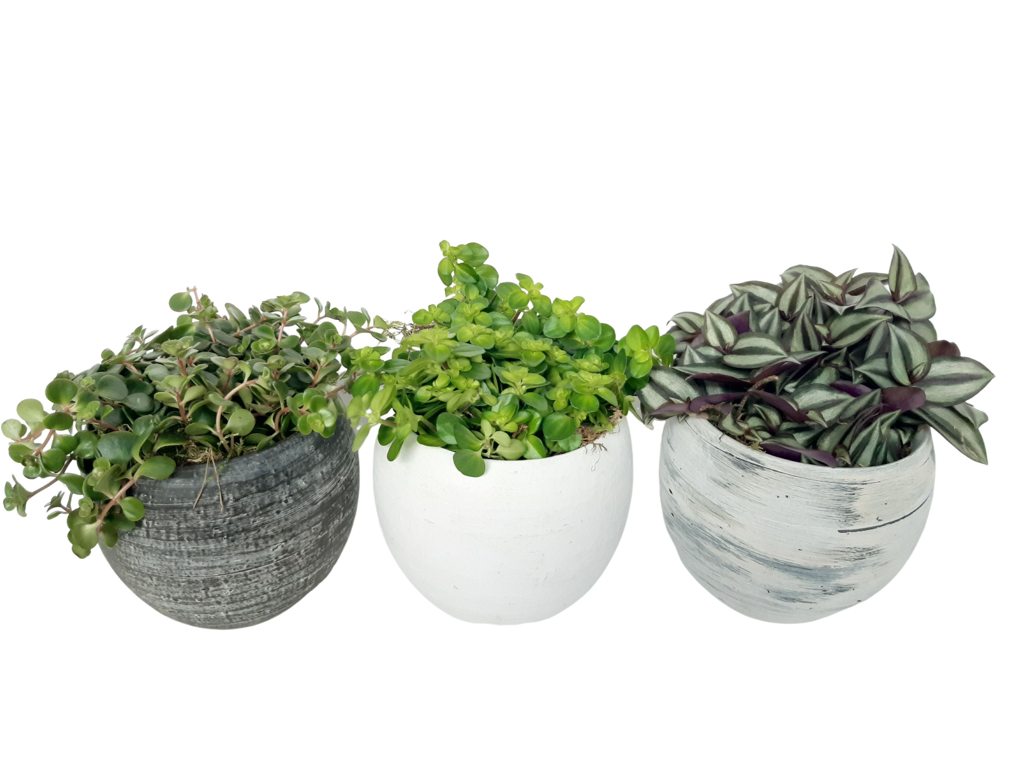 VMX16GEM Bolpot Mix D16 Groenmix, D 16 cm