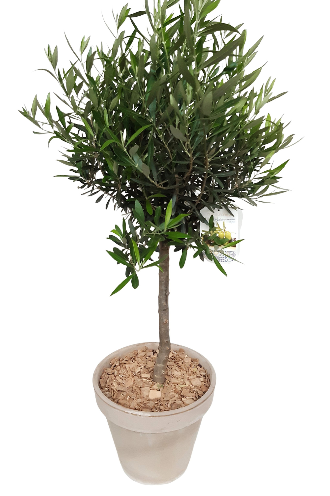 BLP35OC25 Olea Europaea op stam Terraspot D35, D 35