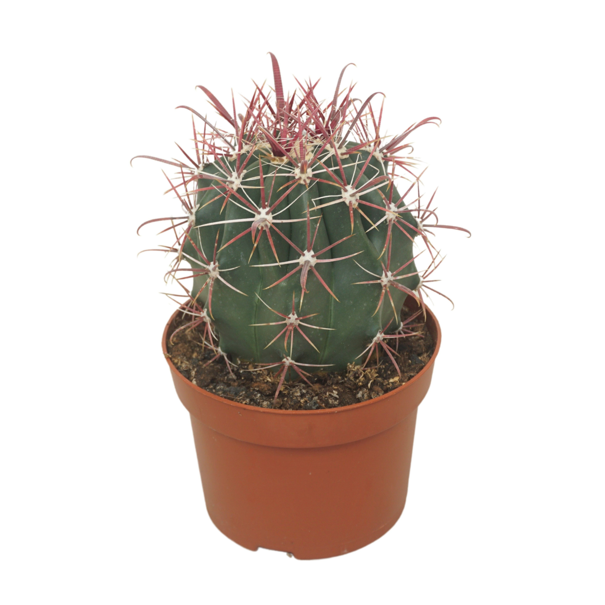 Ferocactus horridus 13 cm, D 13 cm