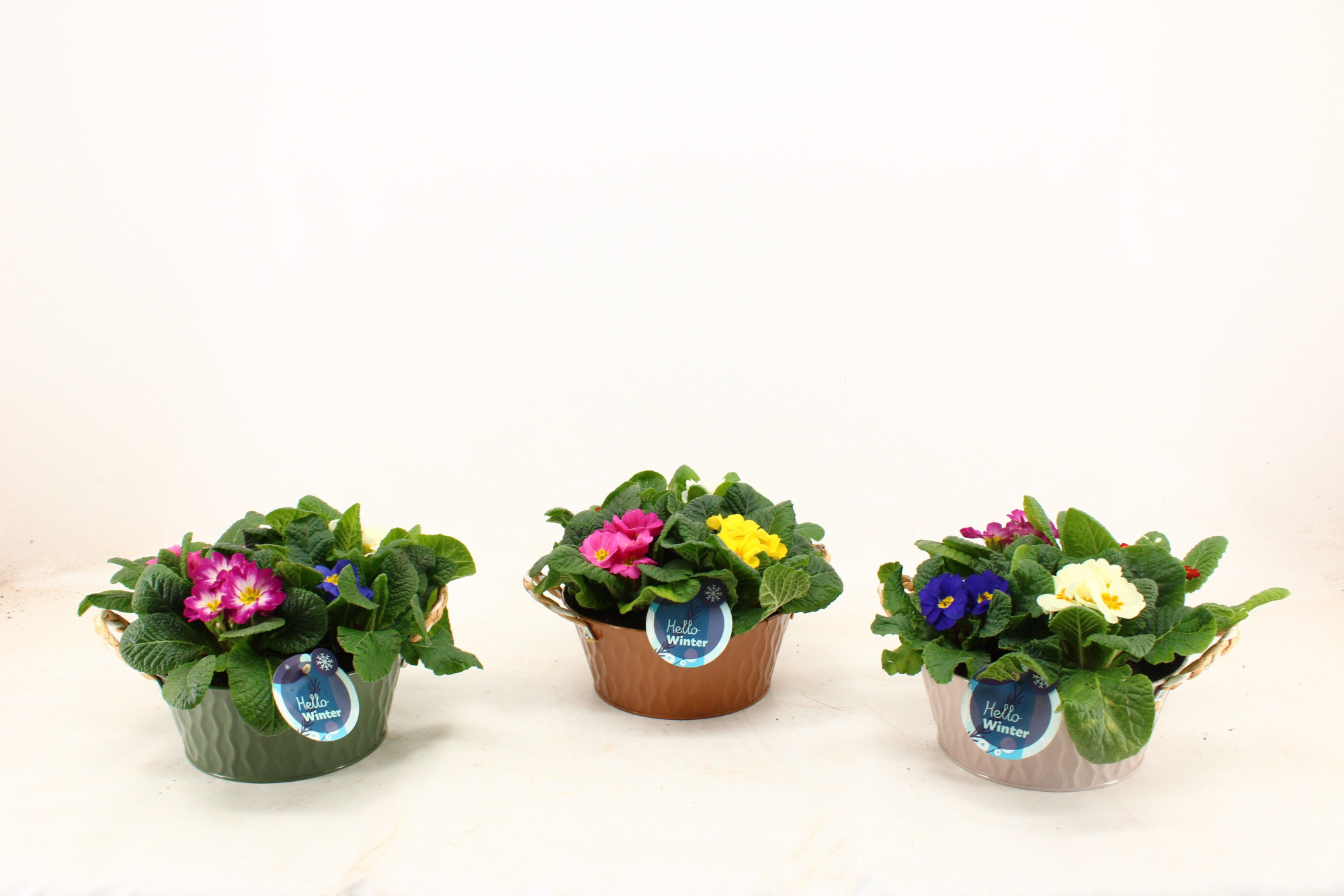 Primula Acaulis in Zinken Nora Schaal Carnaval (4 planten), D 21