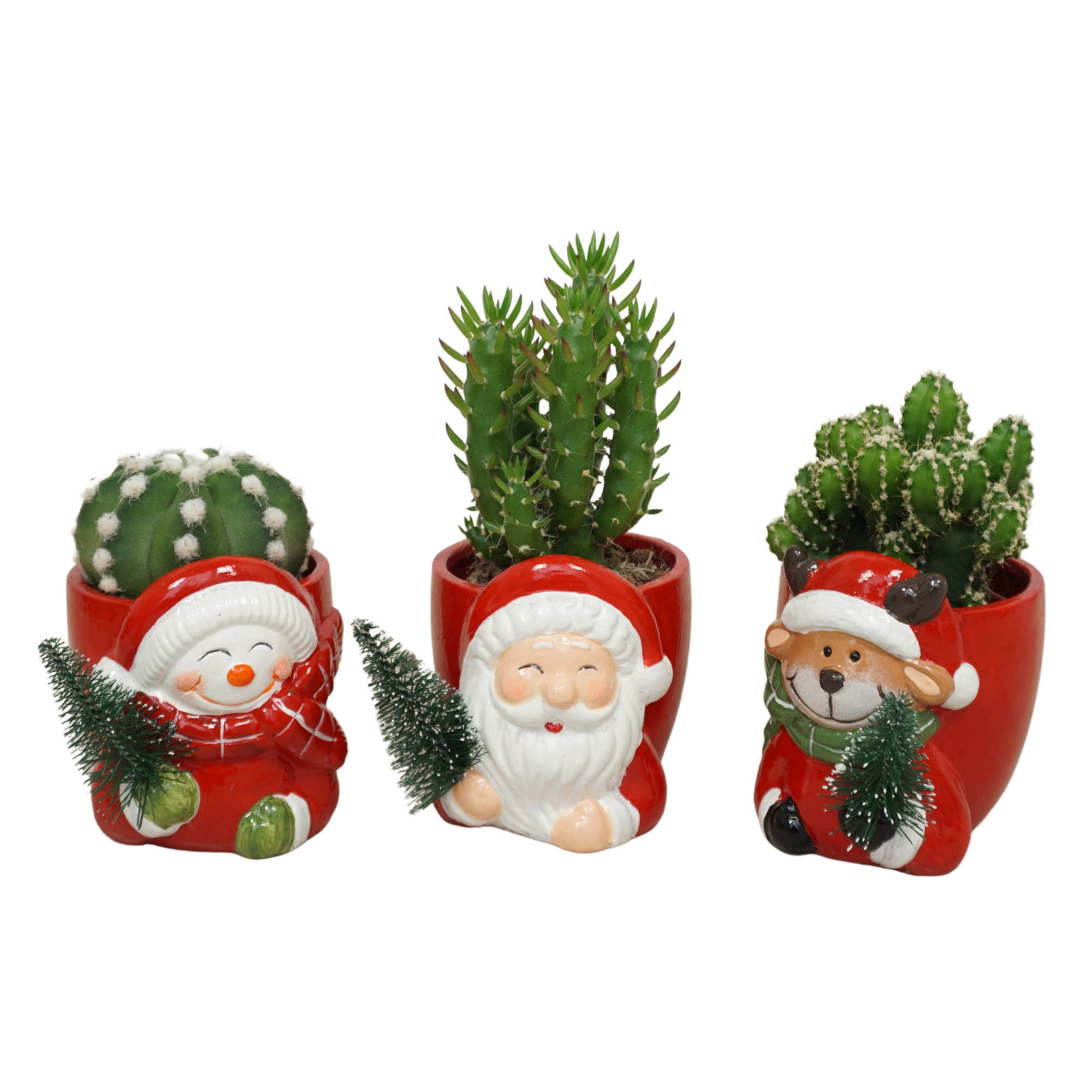 Cactus mix in 8 cm Kerstplanter, D 5,5 cm
