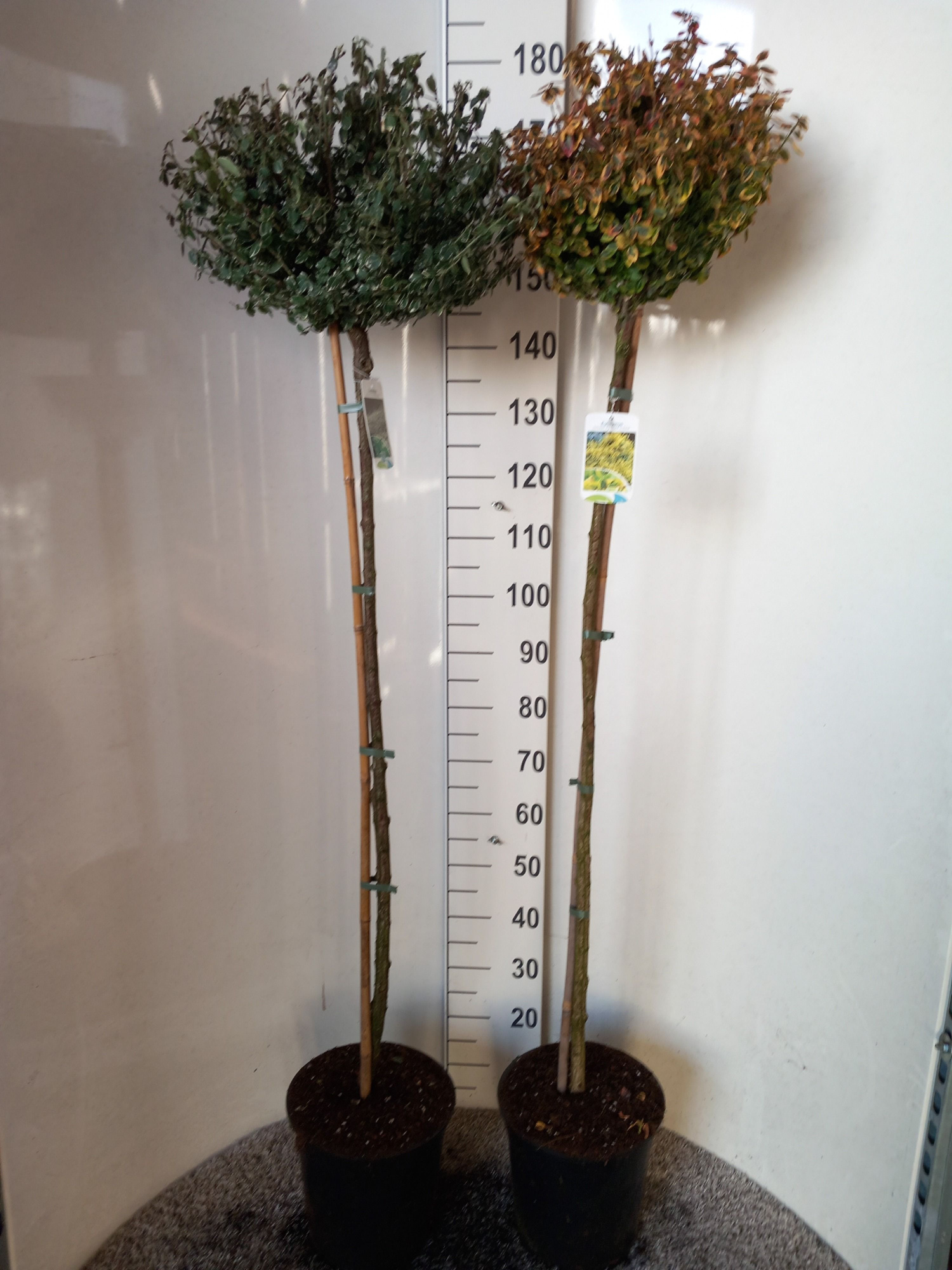 Euonymus fortunei in cultivars 110 stam 25-30 kroon P28, D 28 cm