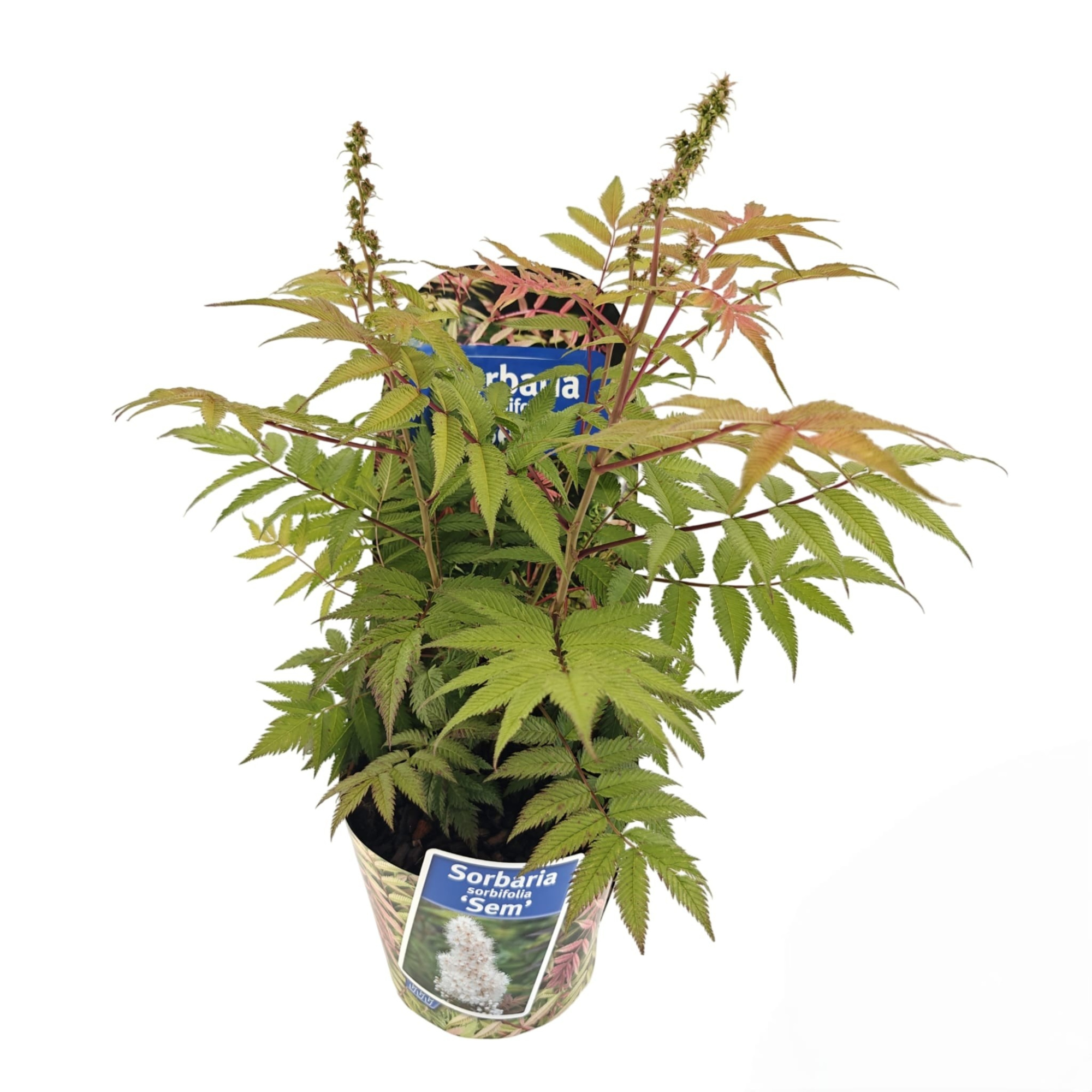 Sorbaria sorb. 'Sem' PBR (in potcover), D 17 cm