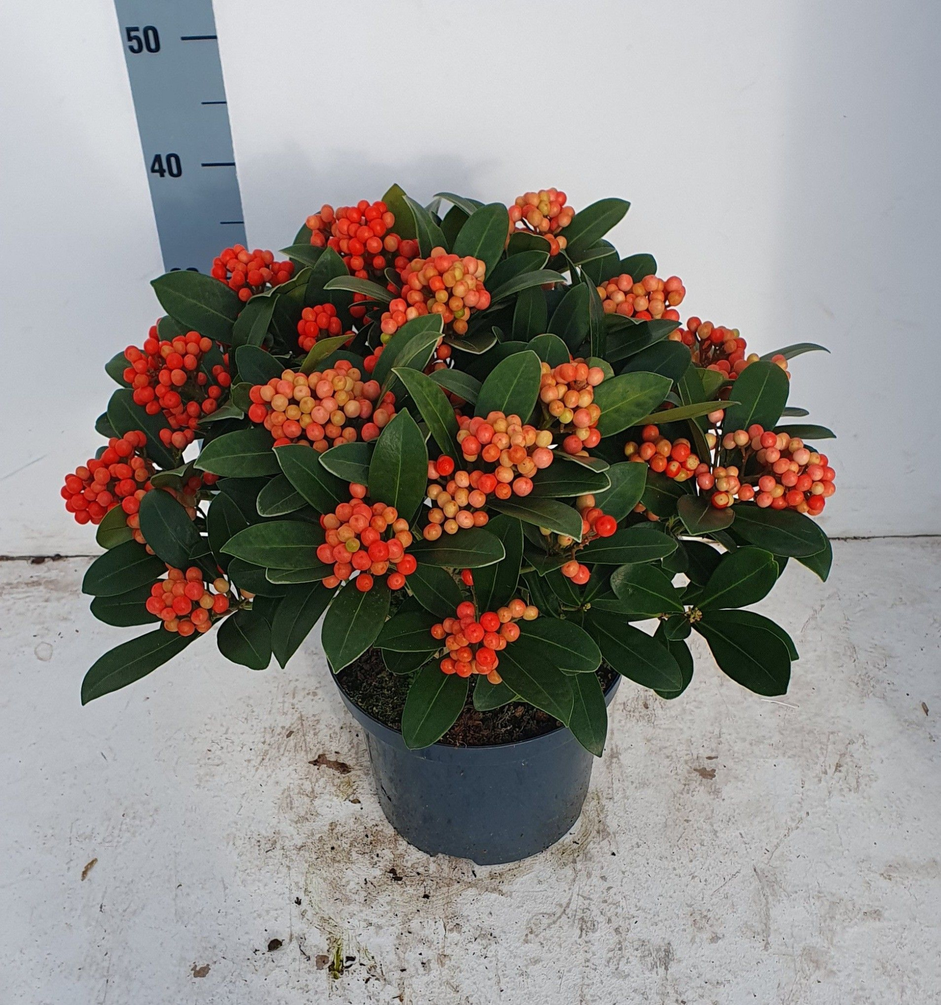 Temptation 23cm 20+ tros, D 23 cm