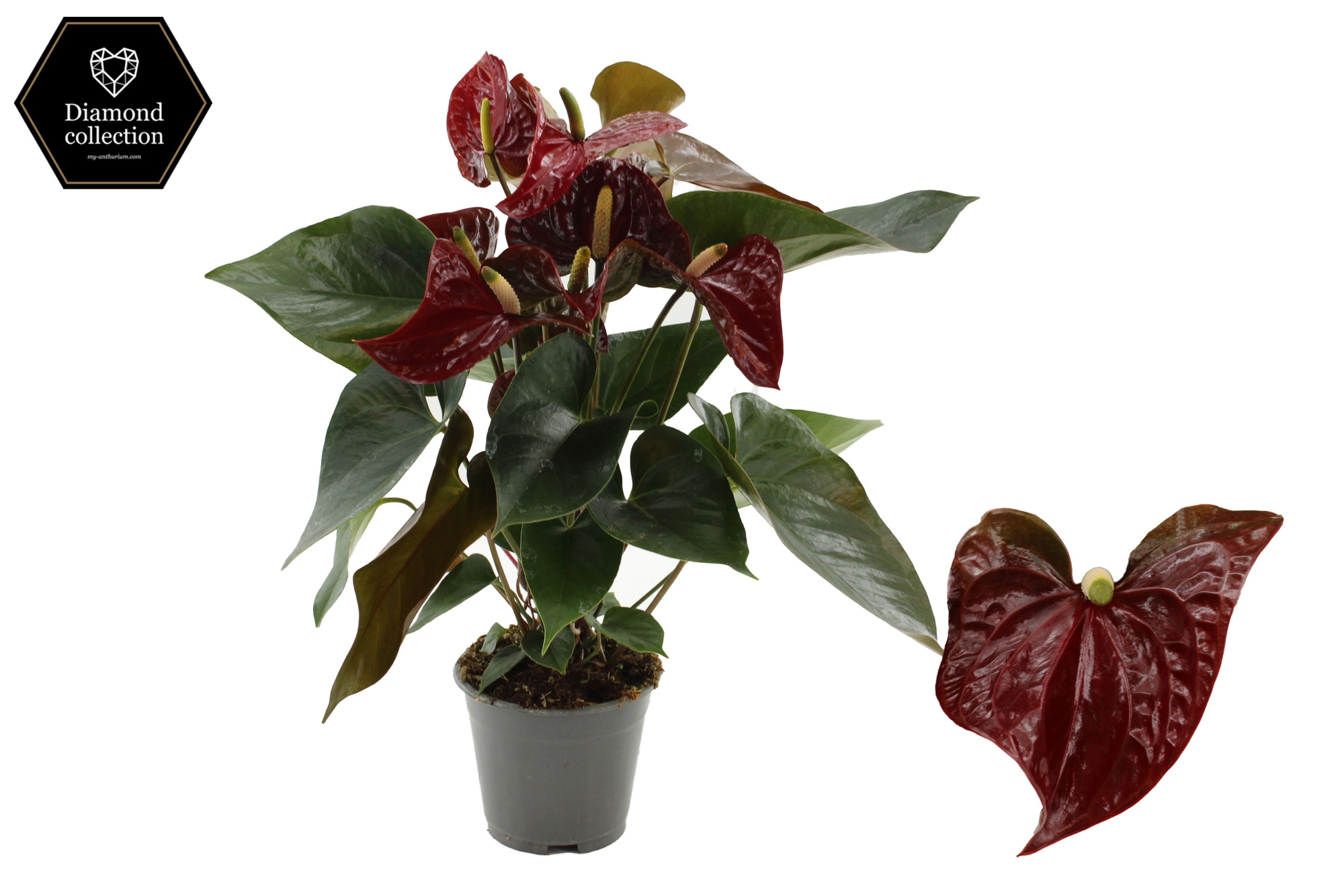 Anthurium 17cm Tranquillo in transparant sleeve, D 17 cm