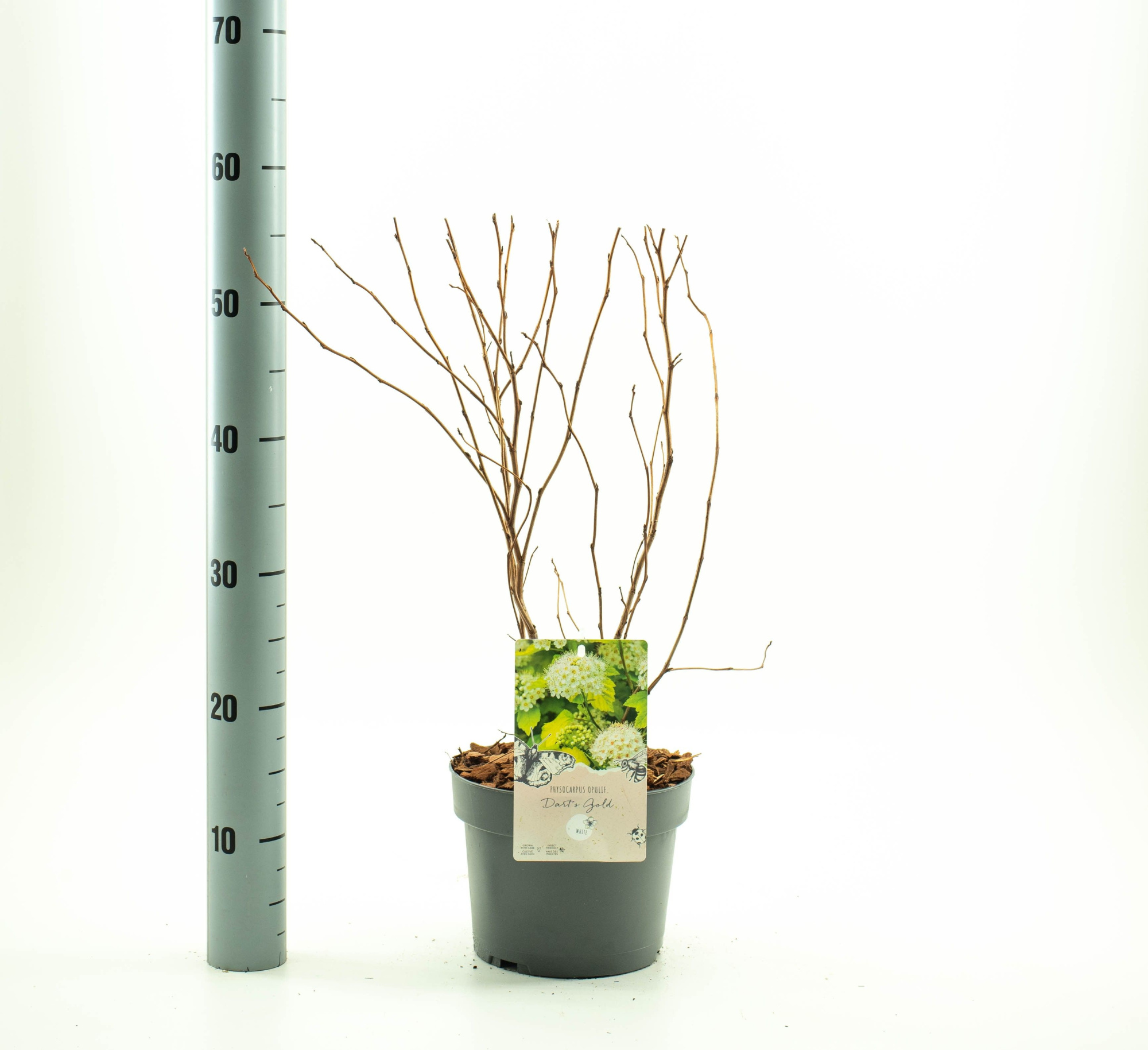 Physocarpus op. 'Dart's Gold', D 19