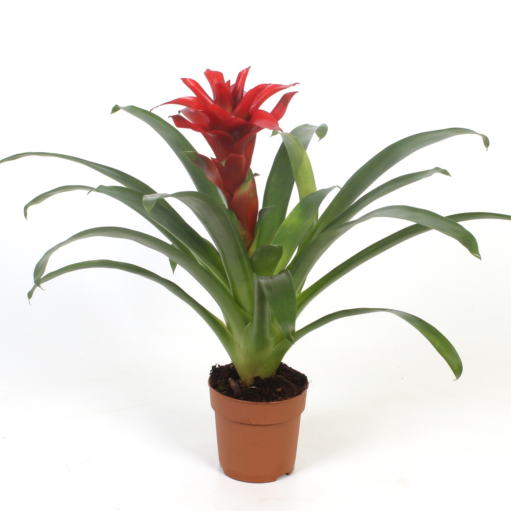 Guzmania Denise, D 12 cm
