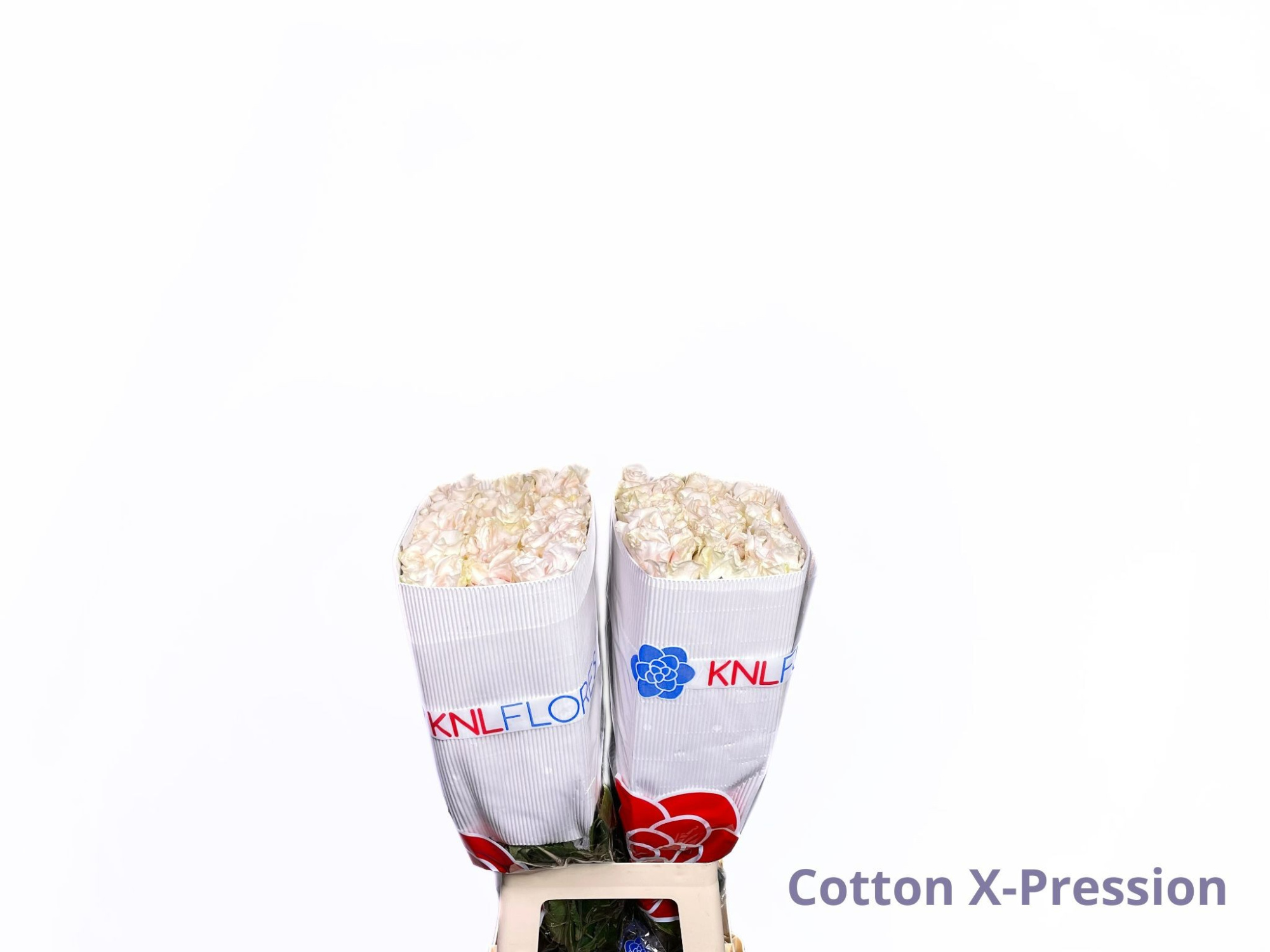 Роза од. Овериг 70, шт.