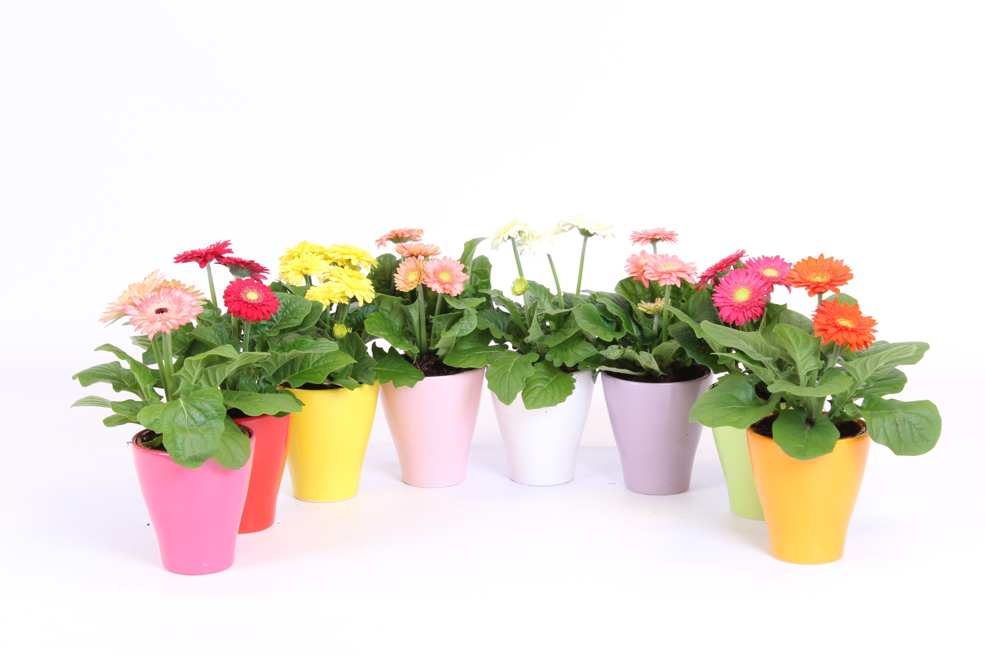 Gerbera belicht 2+ bl 10cm in keramiek, D 10