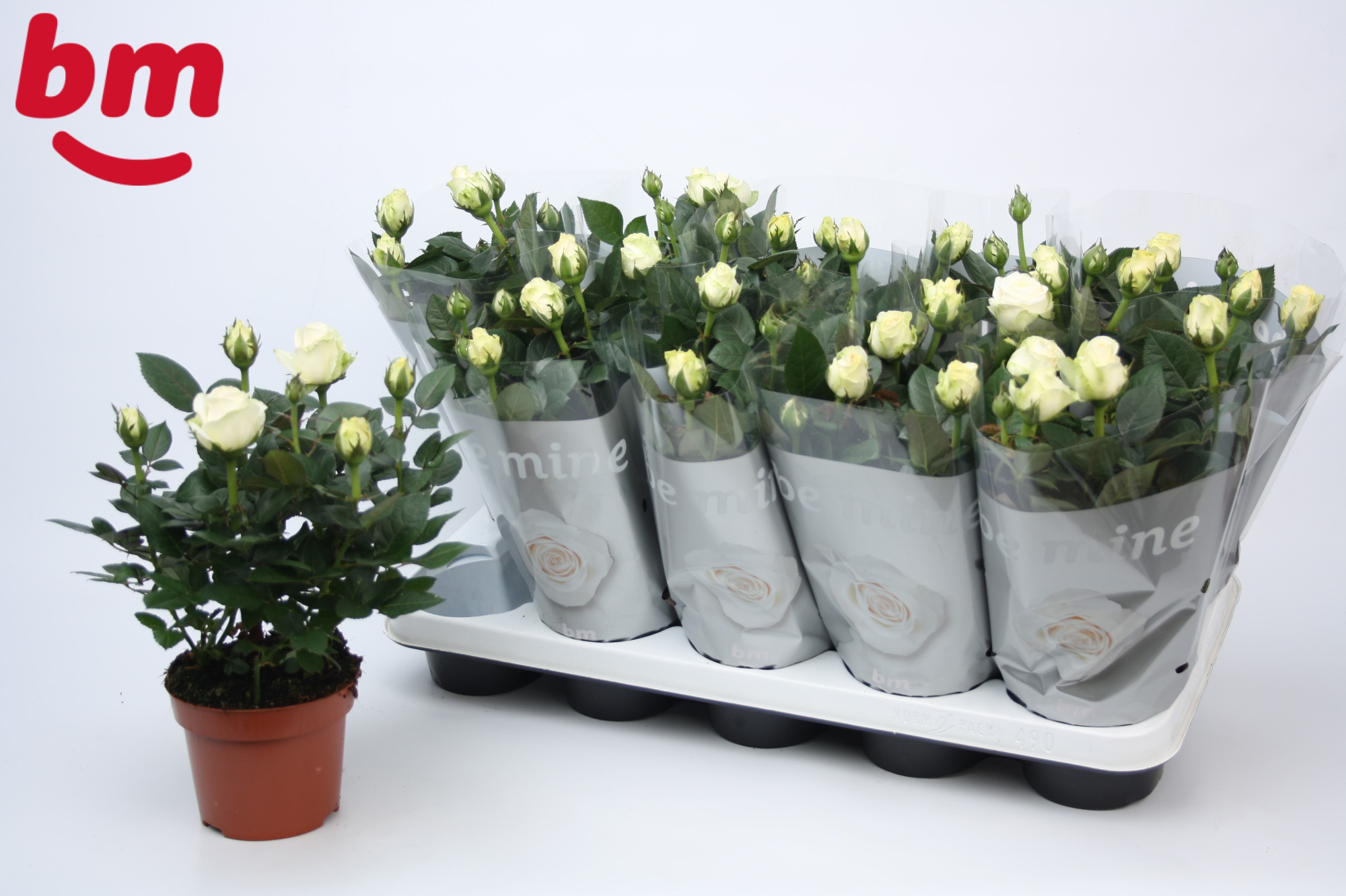 Rosa White Beau Monde (12 cm), D 12
