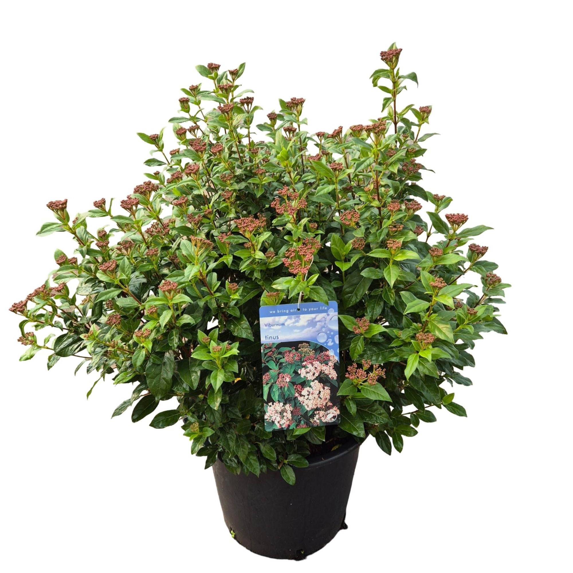 Viburnum tinus, D 40