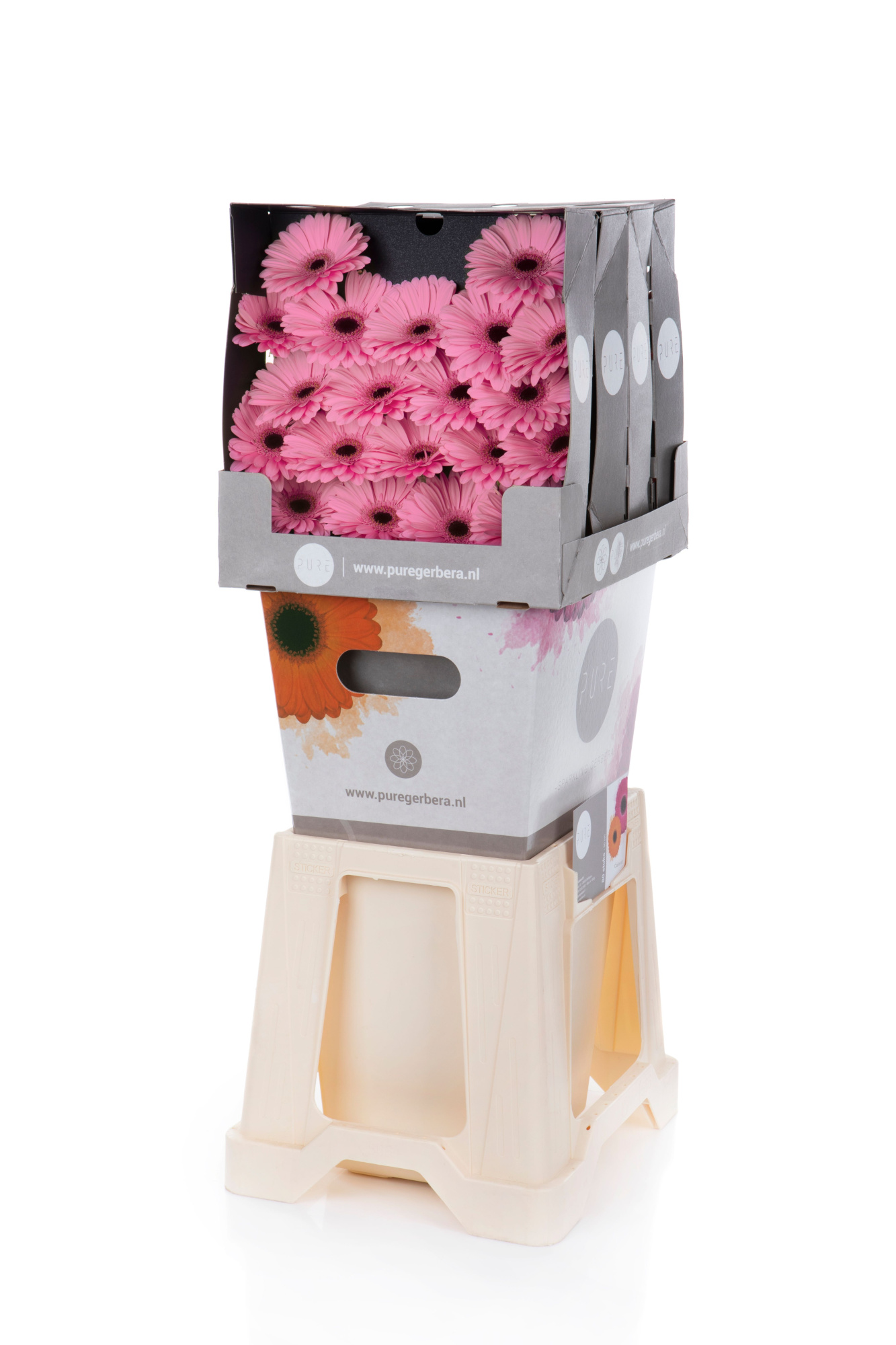 Гермини Талент, шт.