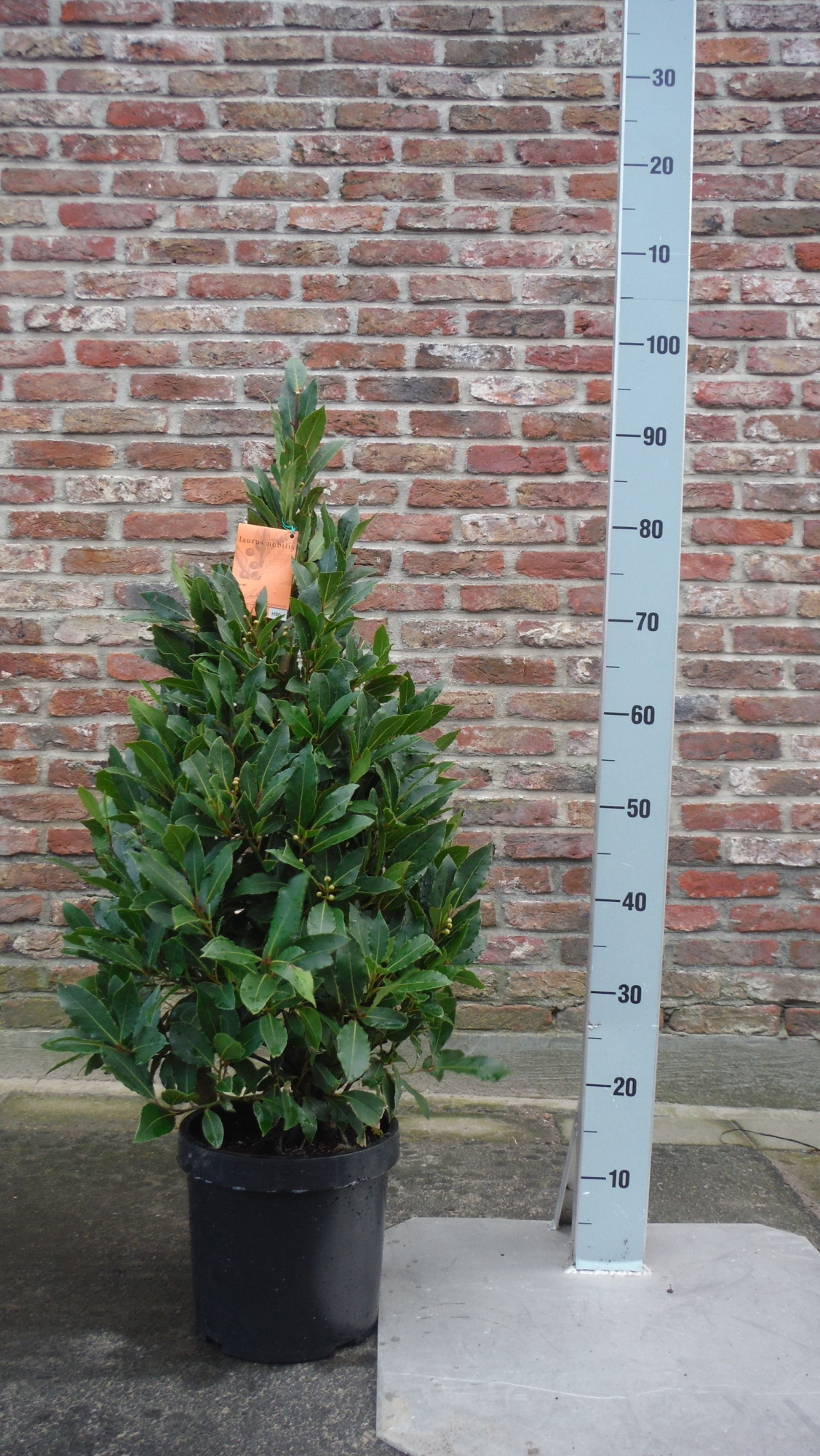 LAURUS NOBILIS PYRAMIDE 90 CM P20, D 20 cm
