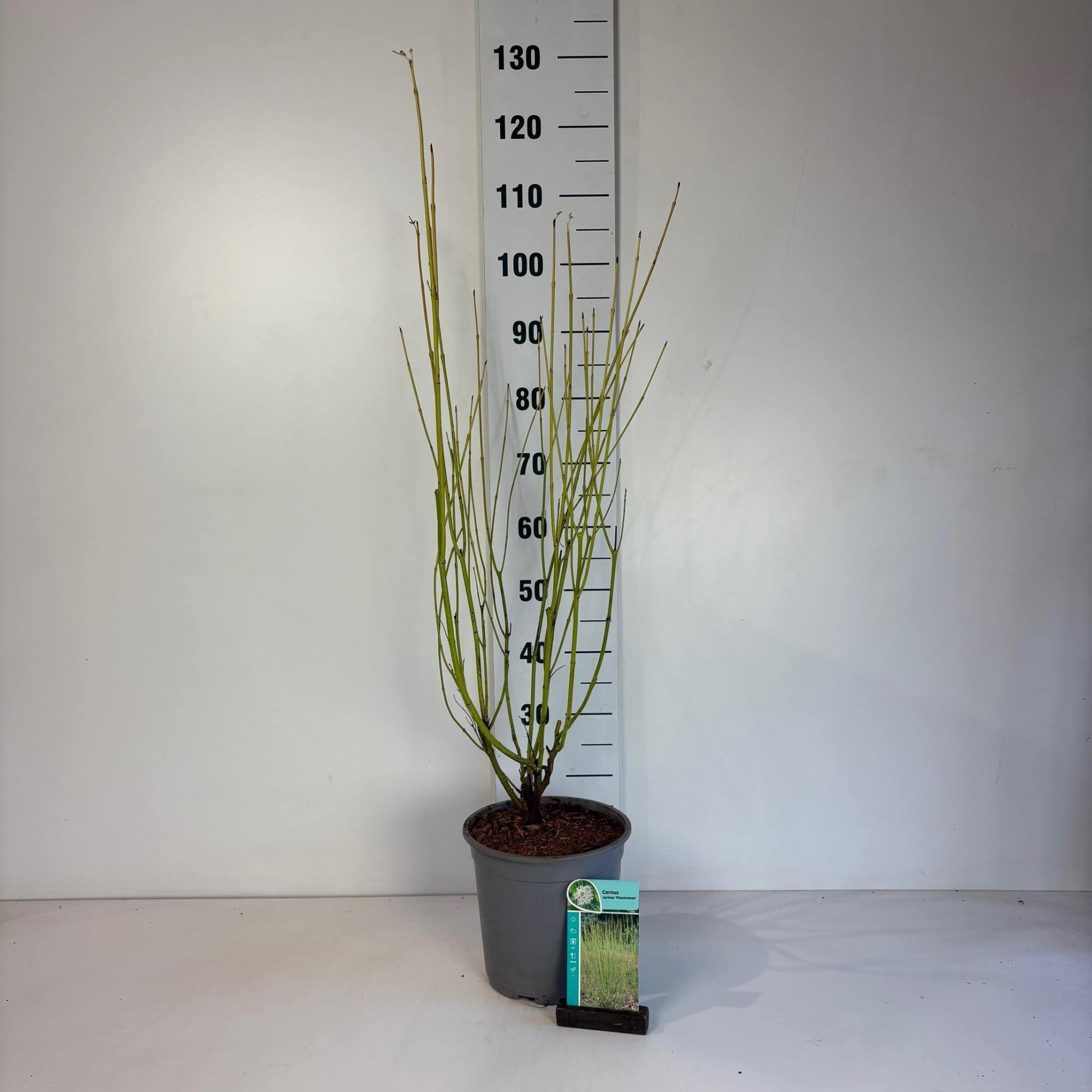 Cornus sericea Flaviramea, D 24