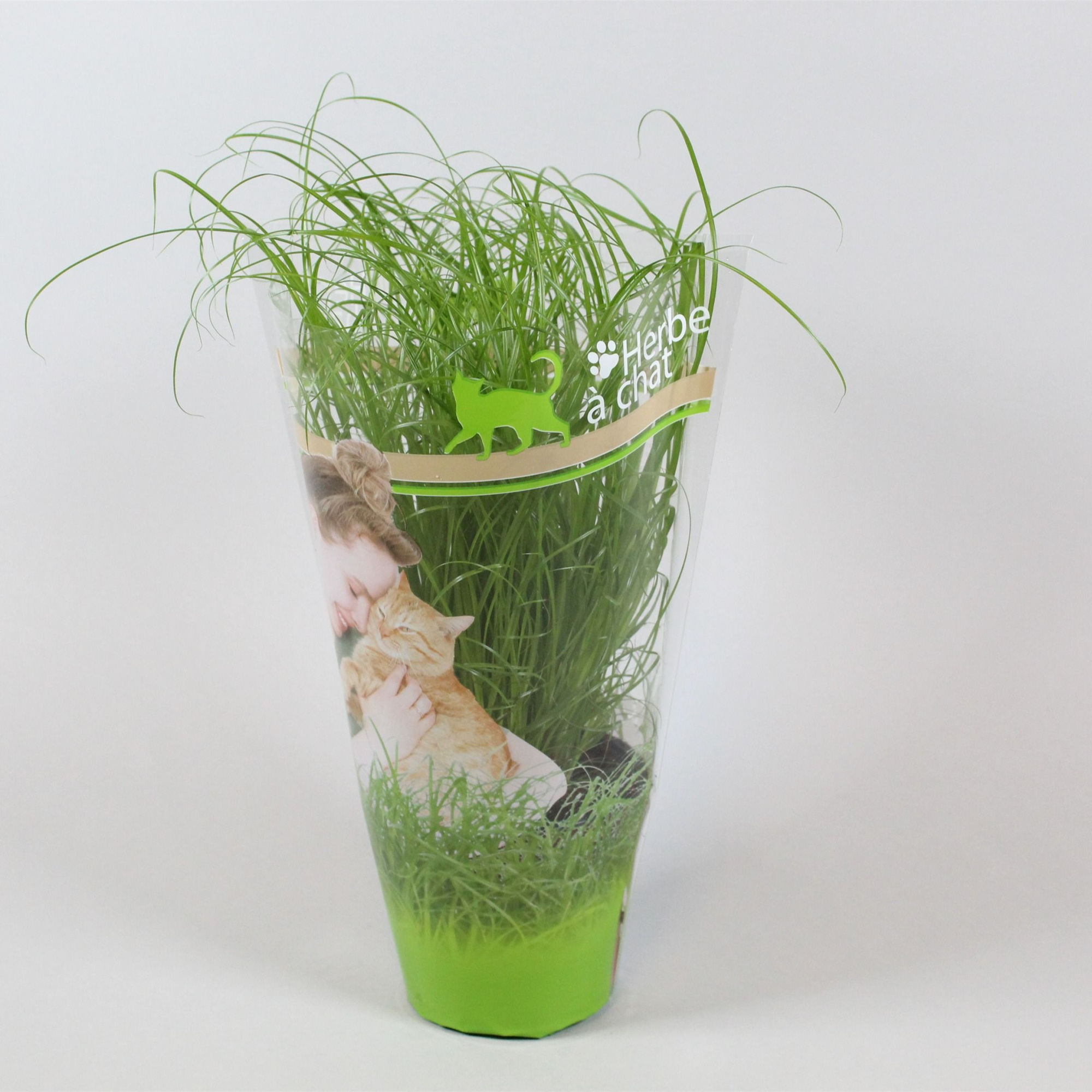 Cyperus alternifolius Zumula bedrukte hoes Frans, D 12 cm