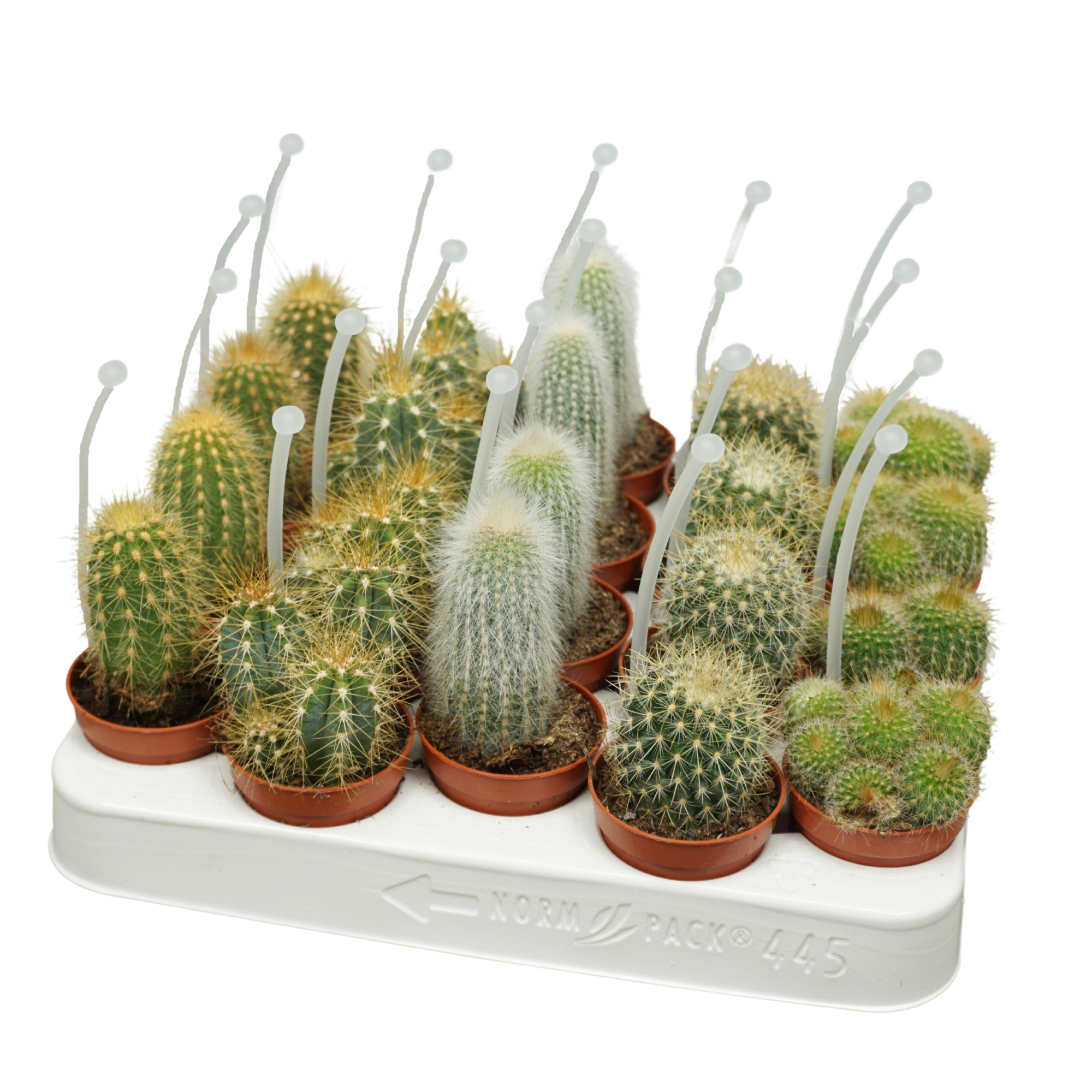 Cactus mix op rij 5,5 cm met picker, D 5,5