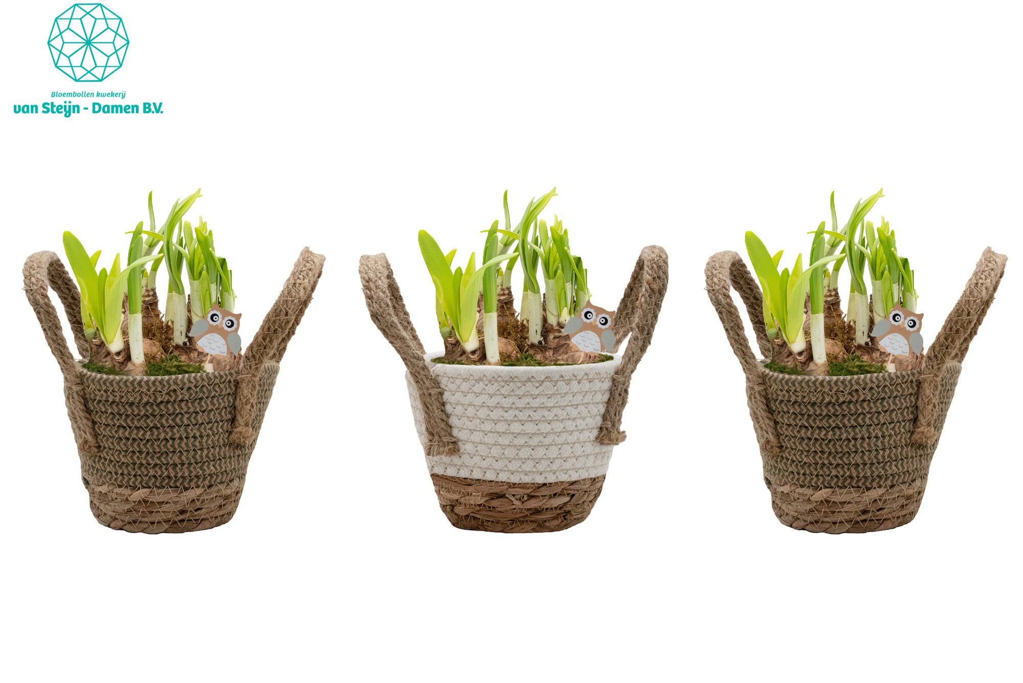 Narcissus 'Basket Round', D 14