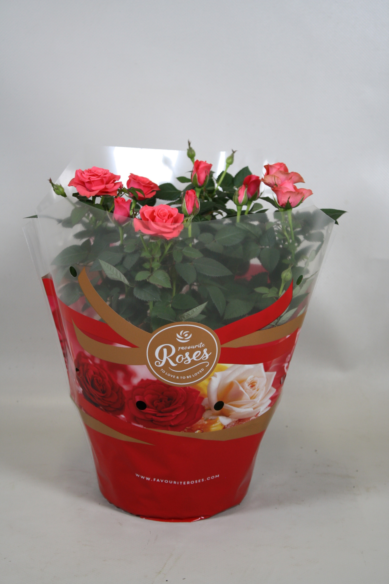 Rosa Favourite Roses pink schaal +seizoenshoes, D 20