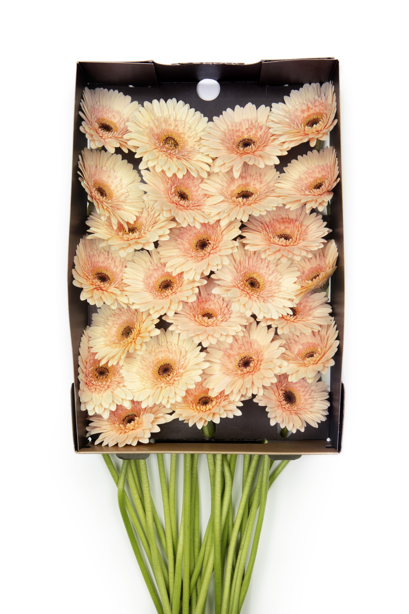 Гербера Кафе Дель Мар x50, шт.