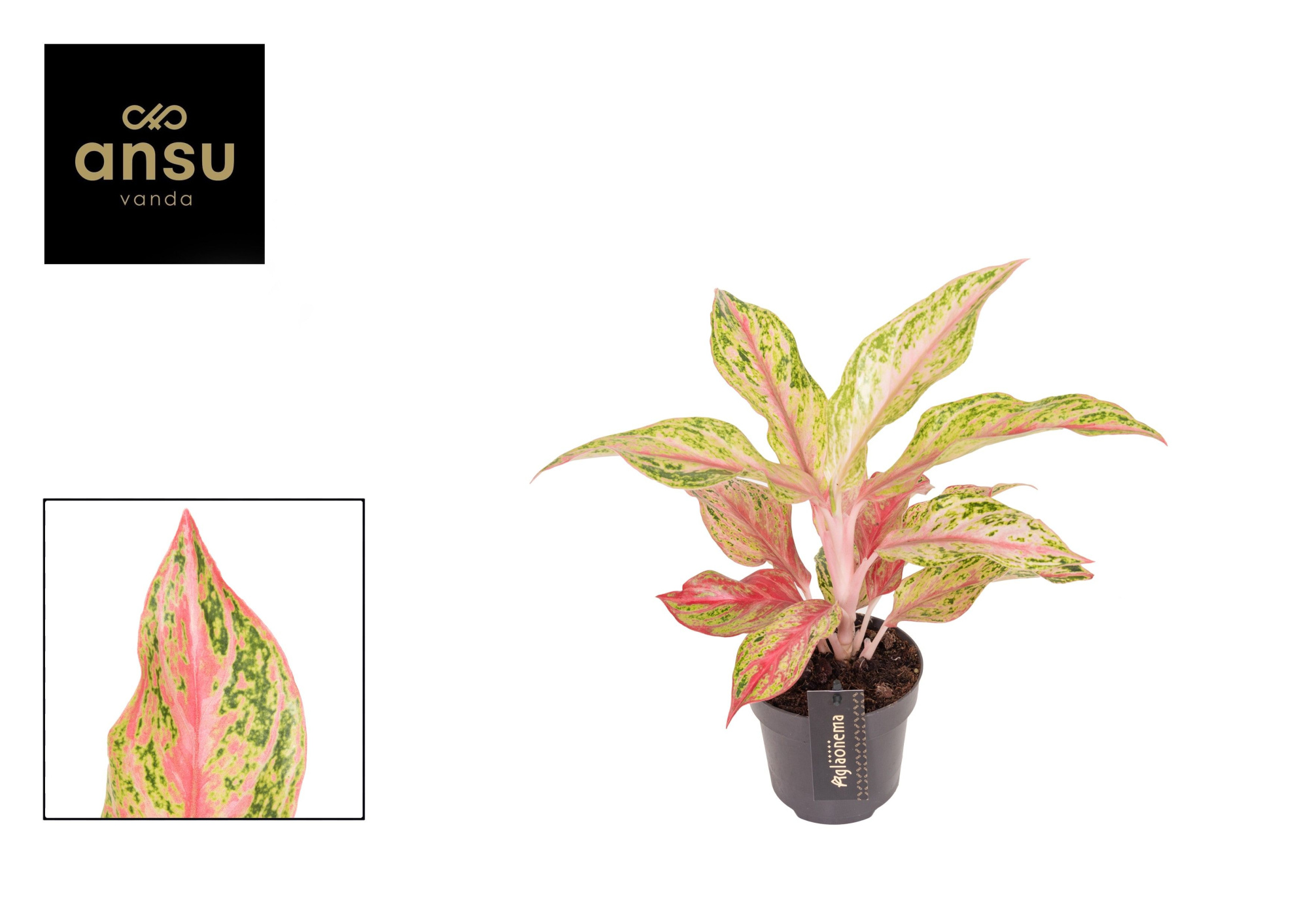 Aglaonema Tahiti Red, D 12 cm
