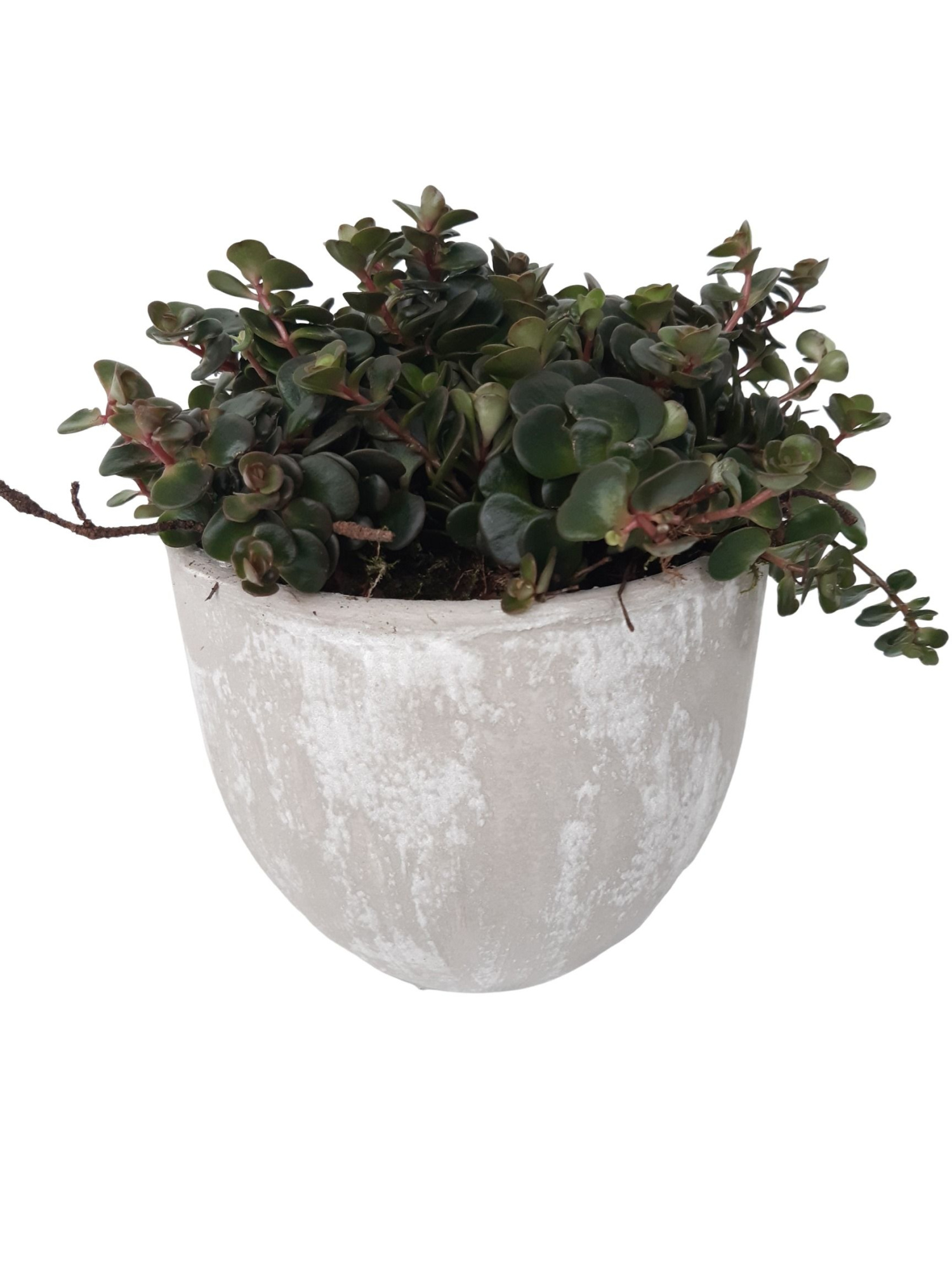 PP16TOR Planter Pot Grey 16cm Sedum Tornado, D 16