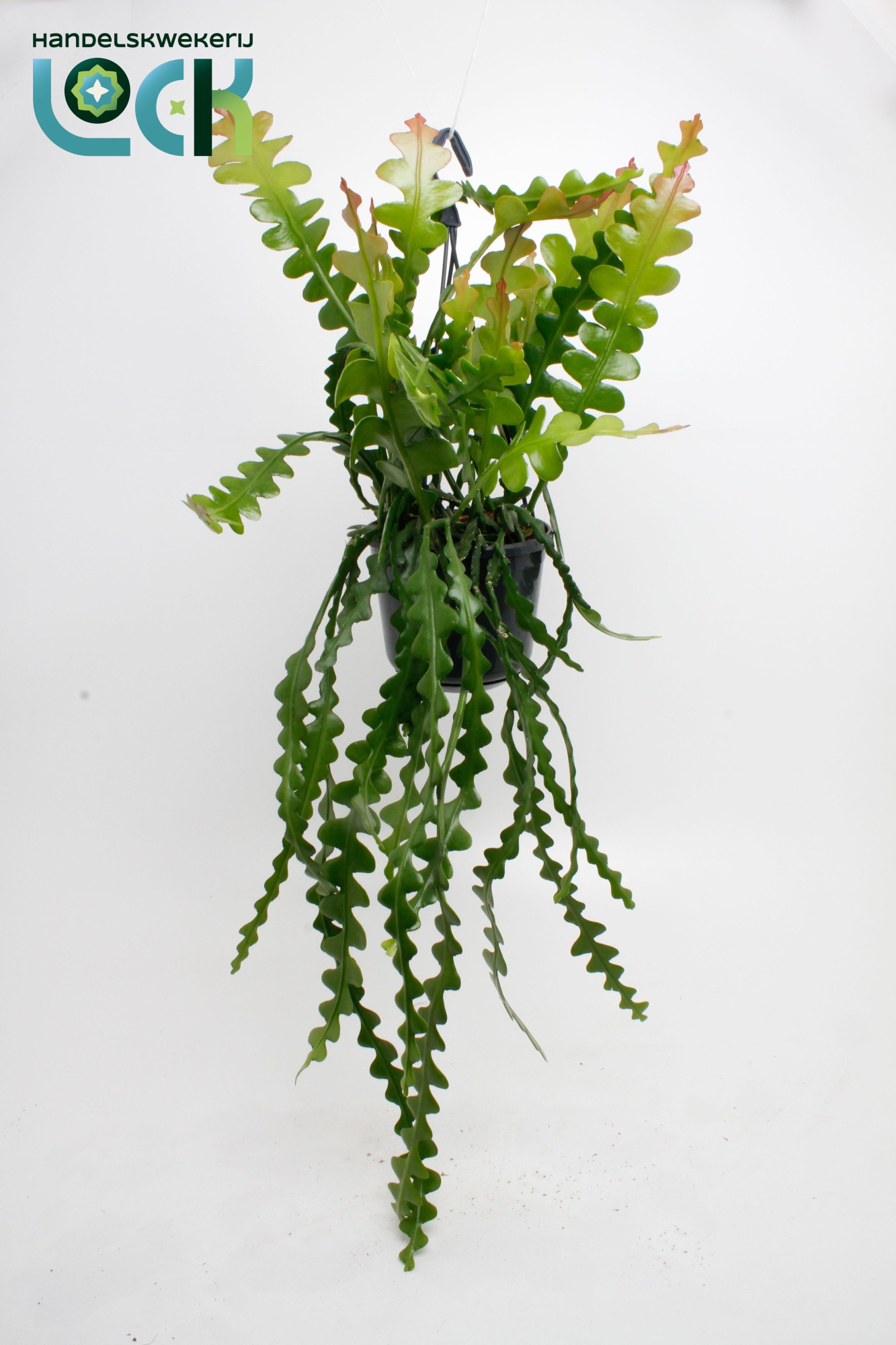 Epiphyllum Anguliger, D 15 cm