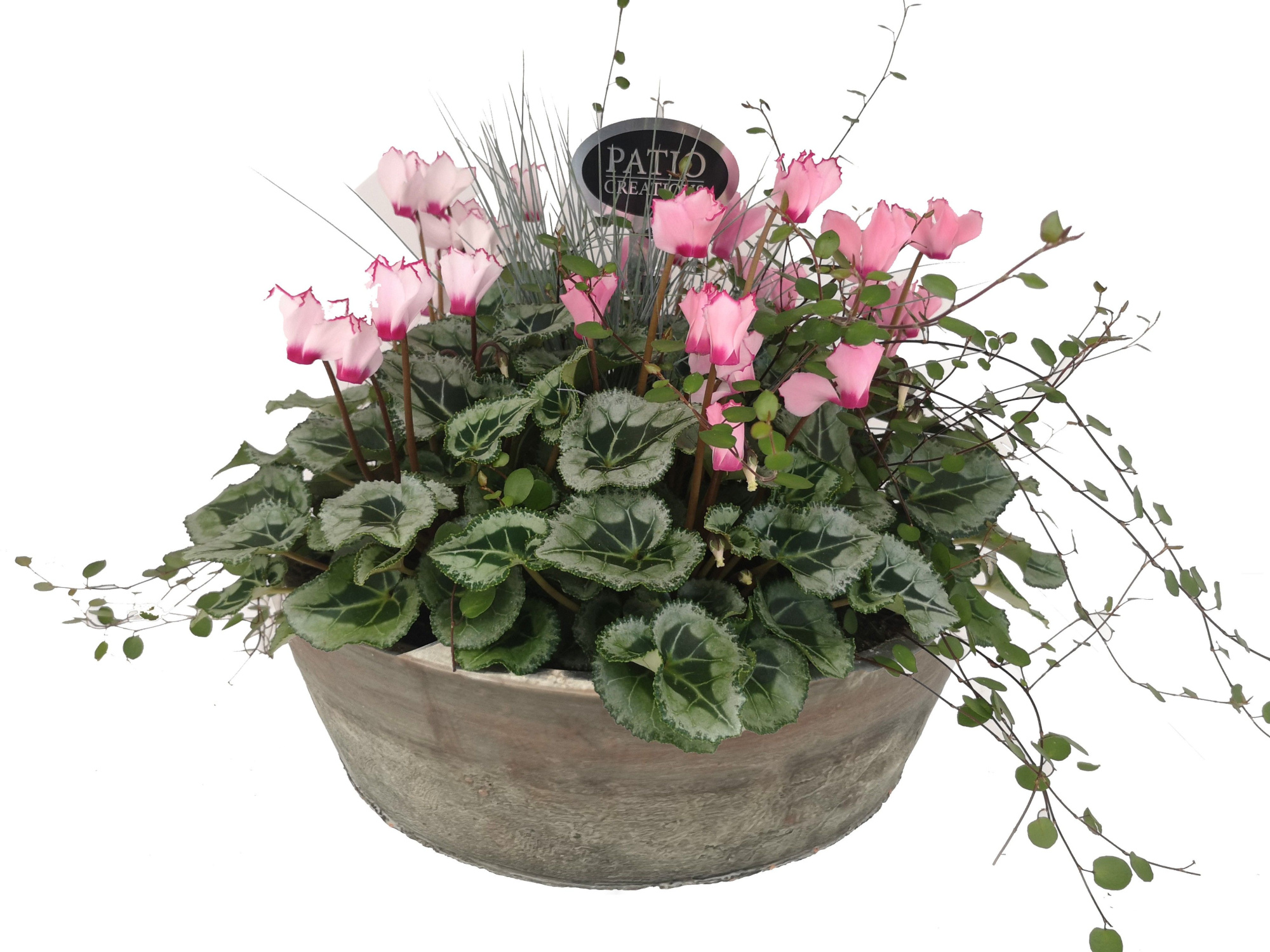 CYFM798-602 Cycl./Festuca/Muehlenb. schaal Fien terracotta, D 28 cm