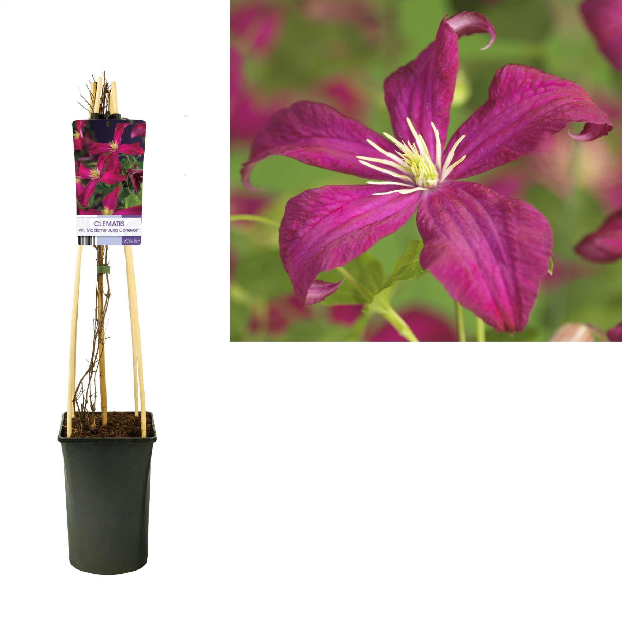 Clematis vit. 'Madame Julia Correvon' +light label, D 17