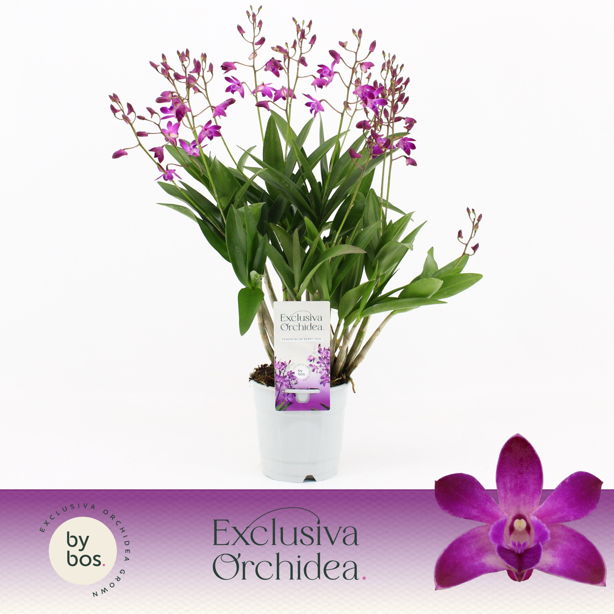 Dendrobium, Berry Oda 12+ spike 'Exclusiva Orchidea', D 12