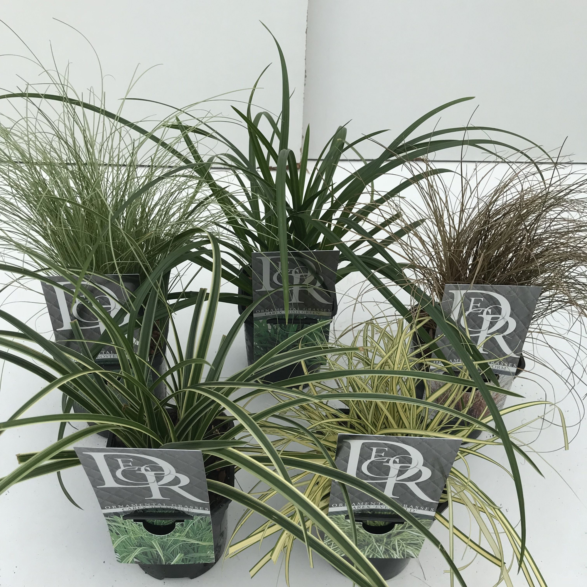 Carex mix, D 13 cm