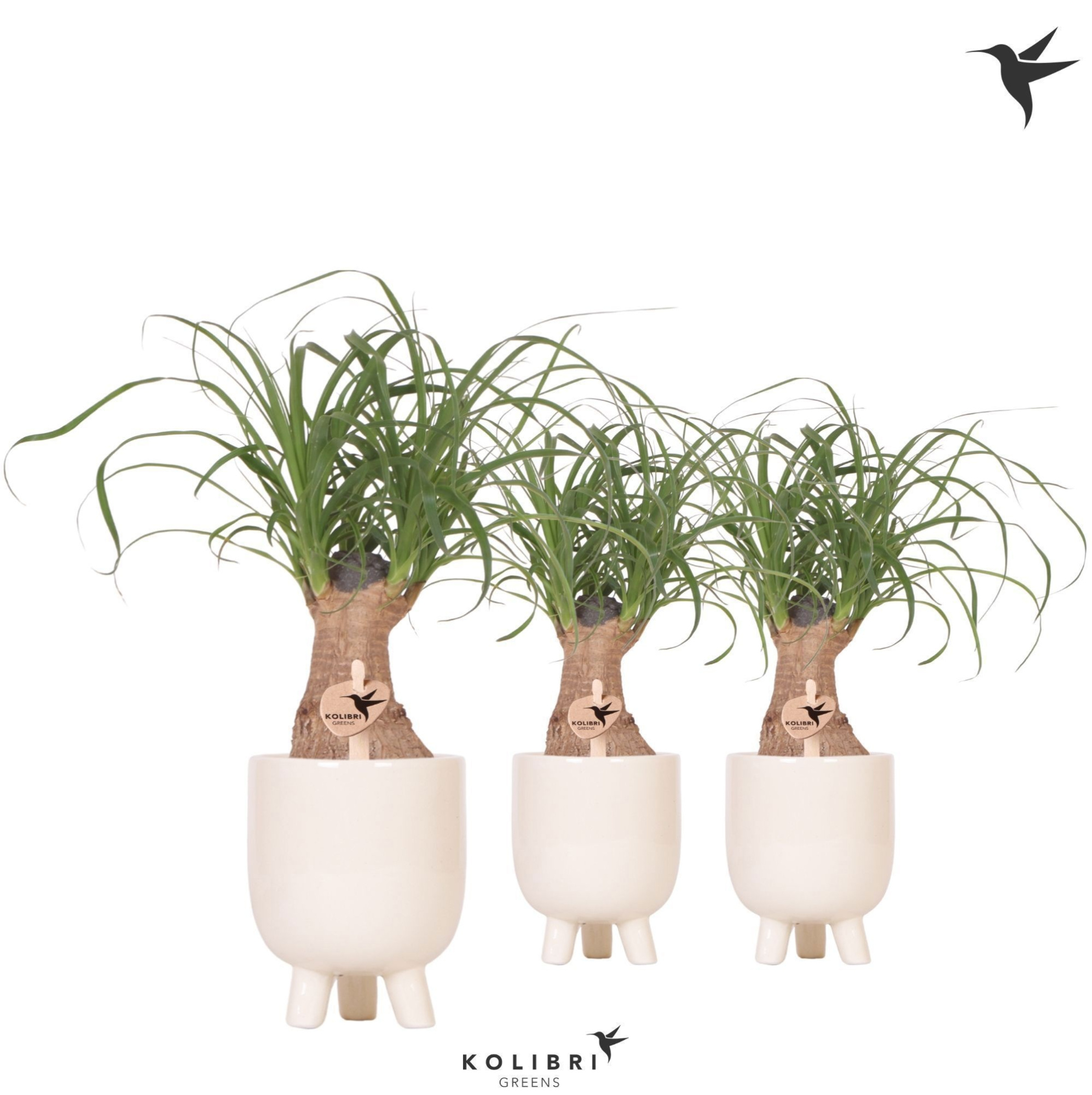 Kolibri Greens Beaucarnea in Gummy pot travertine, D 9 cm