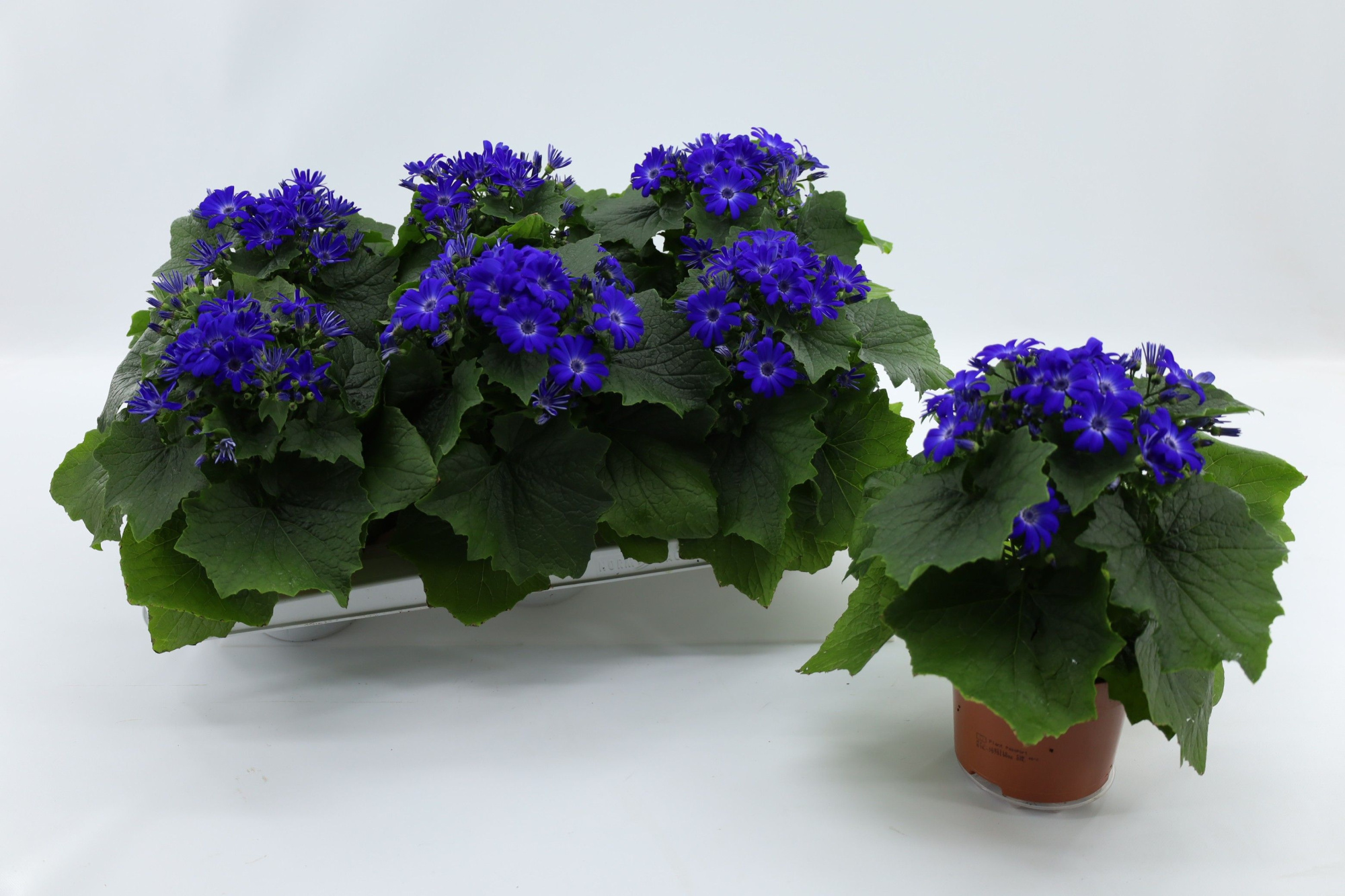 Pericallis Mandala Blue, D 13