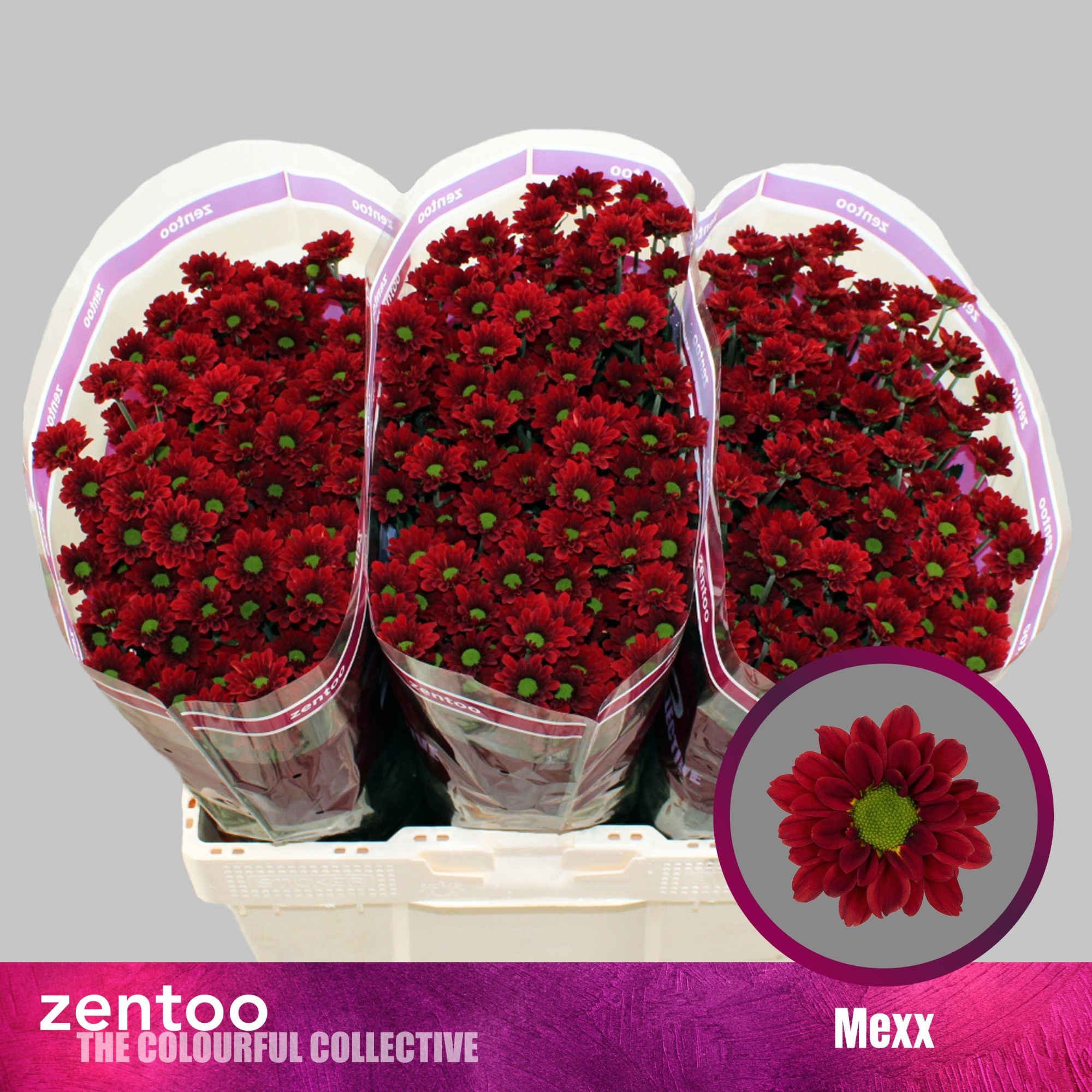 Сантини Мекс, шт.