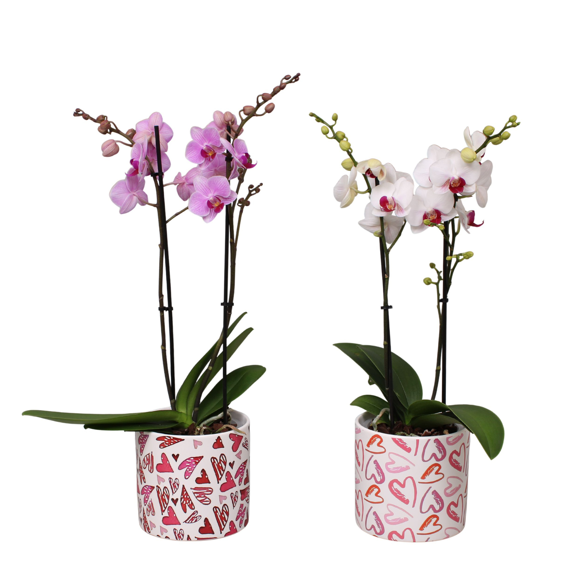 Phal. Multiflora 2-tak mix in keramiek BGC026 Julia keramiek, D 12