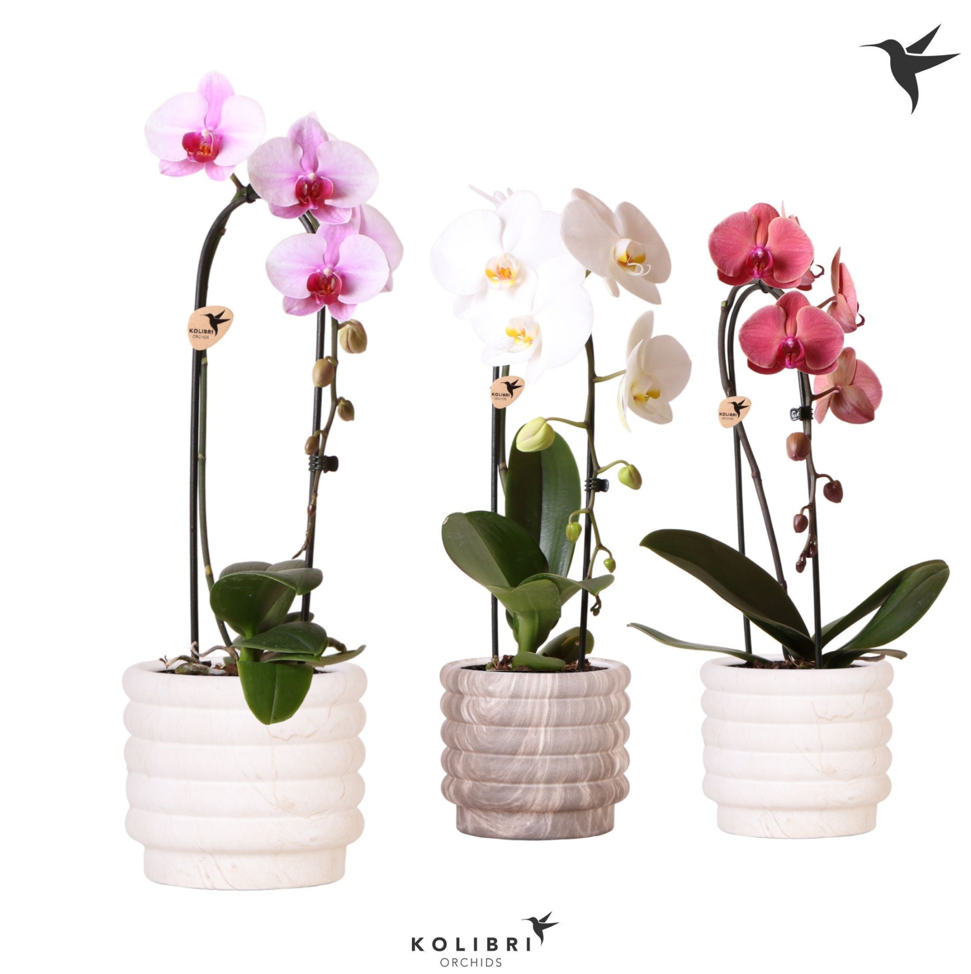 Kolibri Orchids Cascade Niagara Fall mix 1 spike in Marble pot mix, D 12 cm