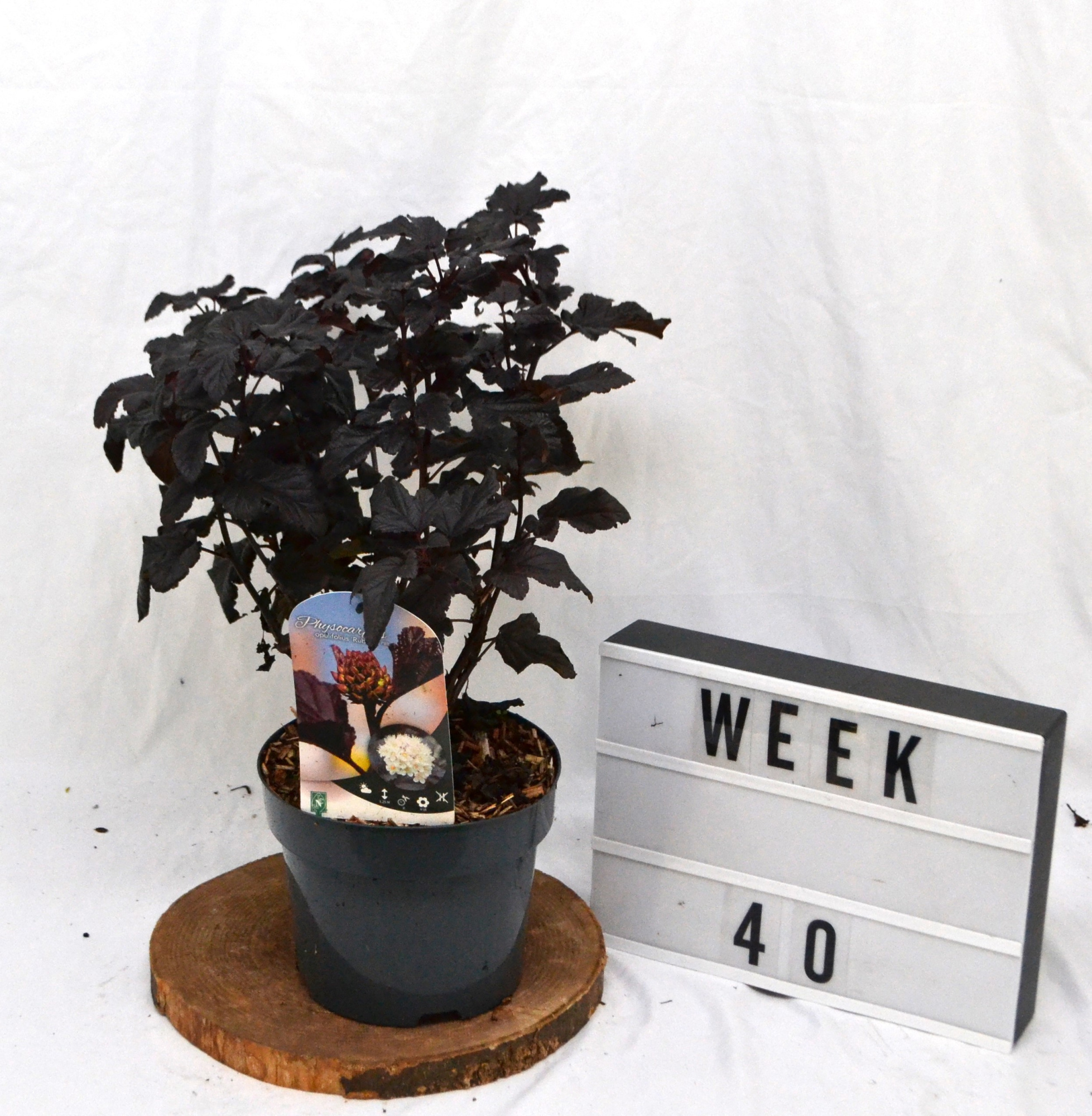 Physocarpus opulifolius Rubella C3, D 19 cm