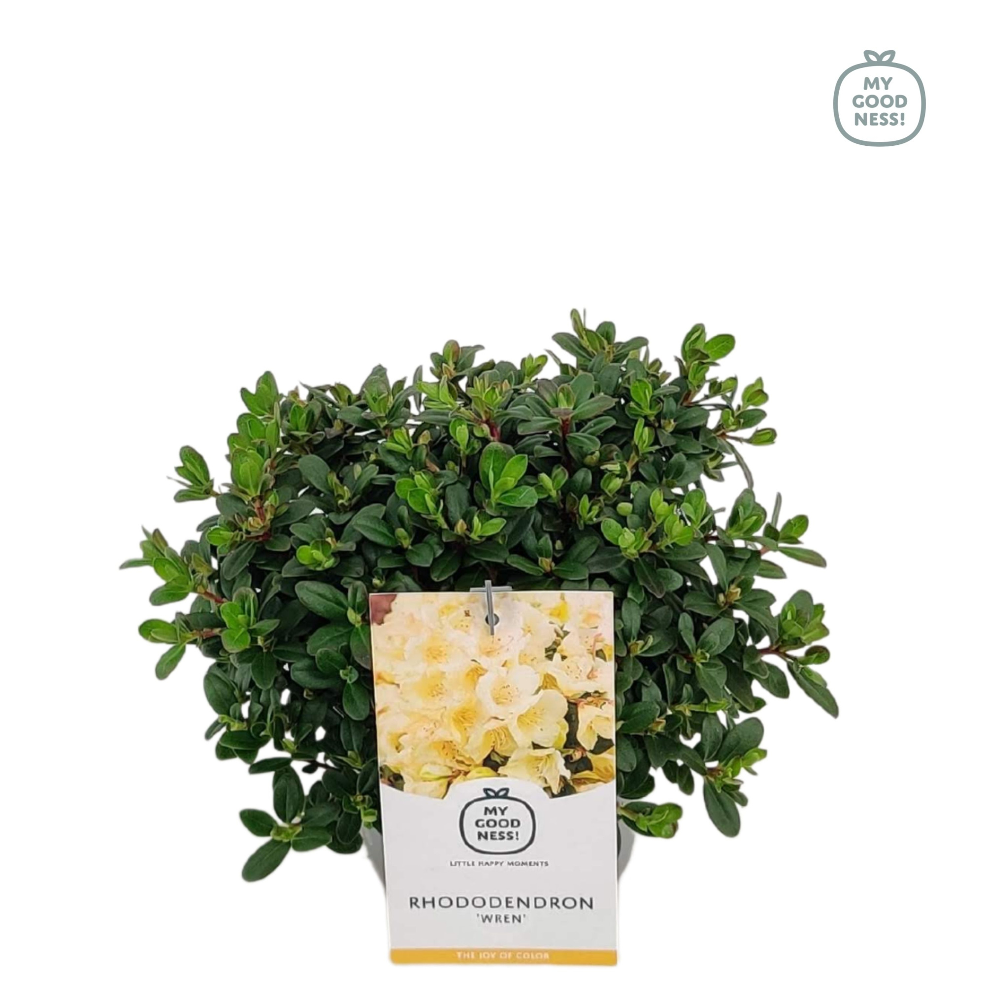 Rhododendron 30-35 /2 liter 'Wren' dwerg, D 17 cm