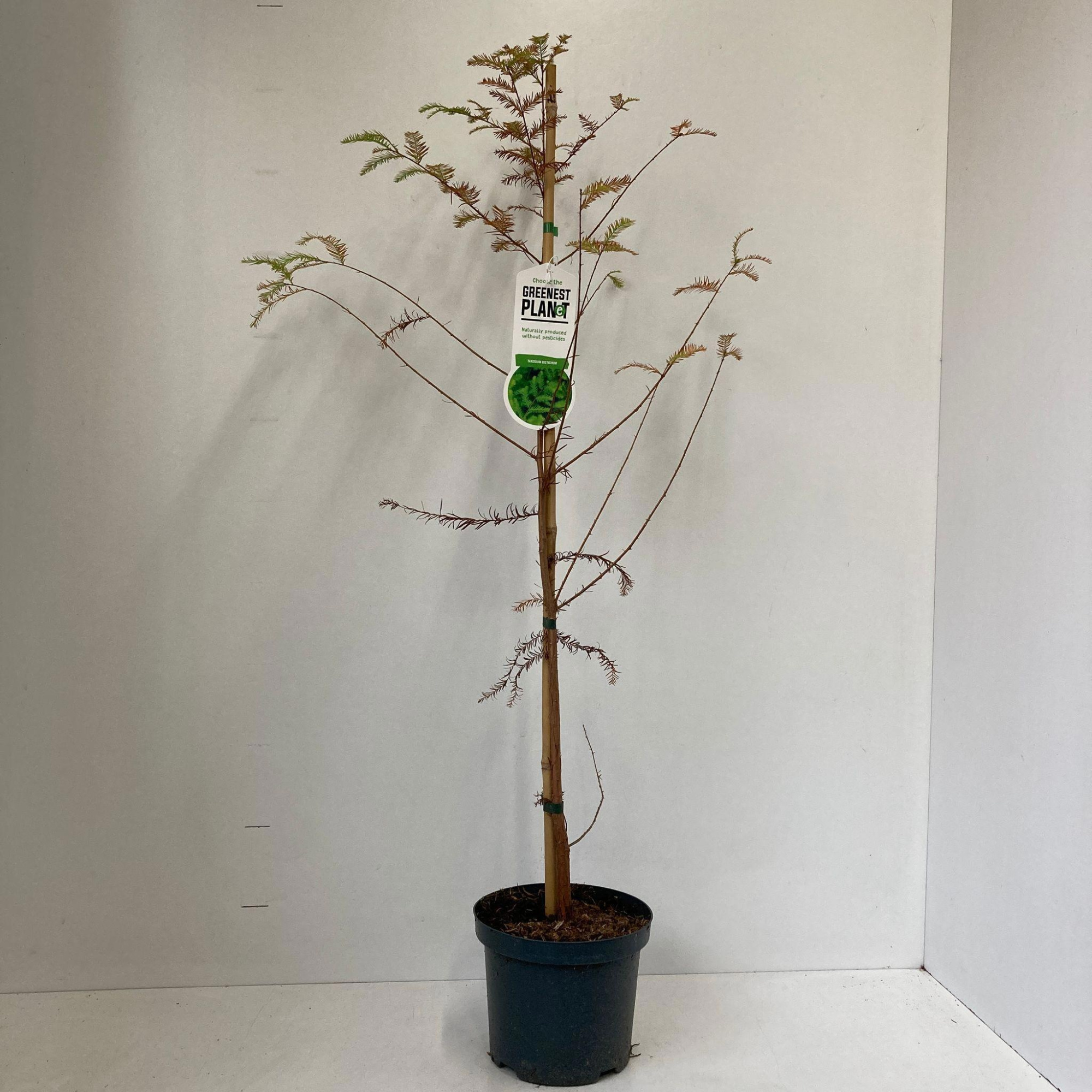 Taxodium distichum - gestokt, D 19