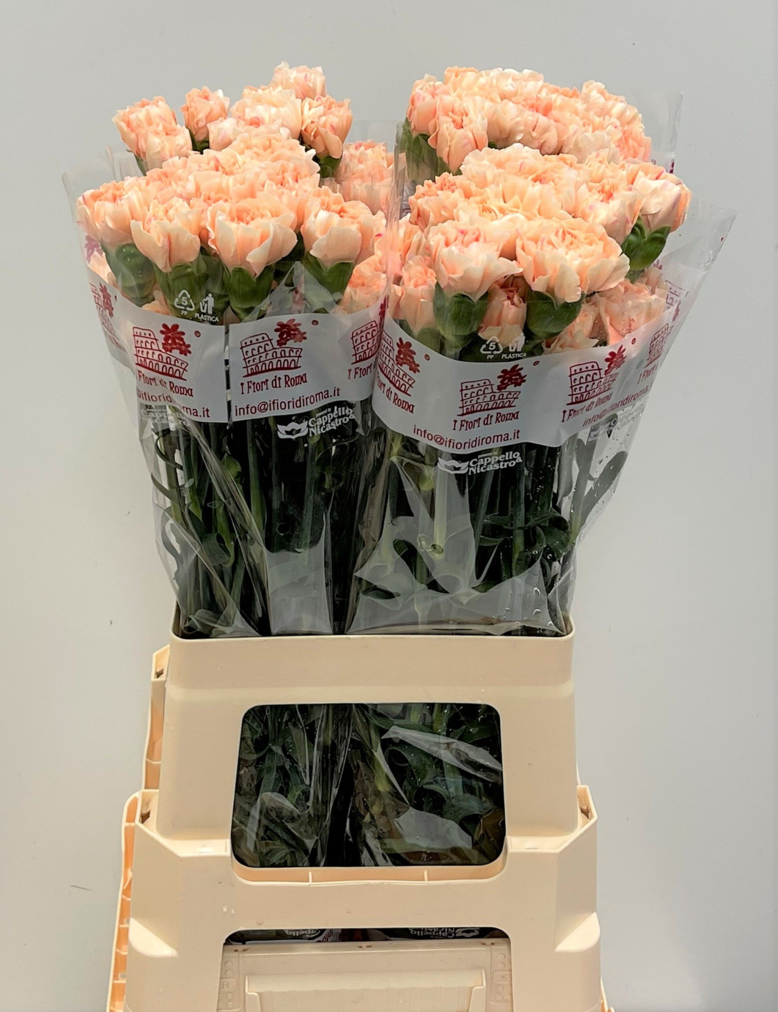 Диантус од. Эппл Ти, шт.