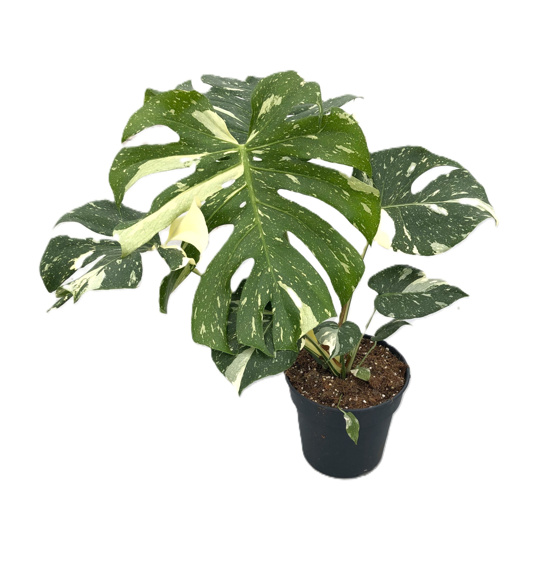 Monstera deliciosa 'Thaï Constellation' p21cm 1pp, D 21 cm