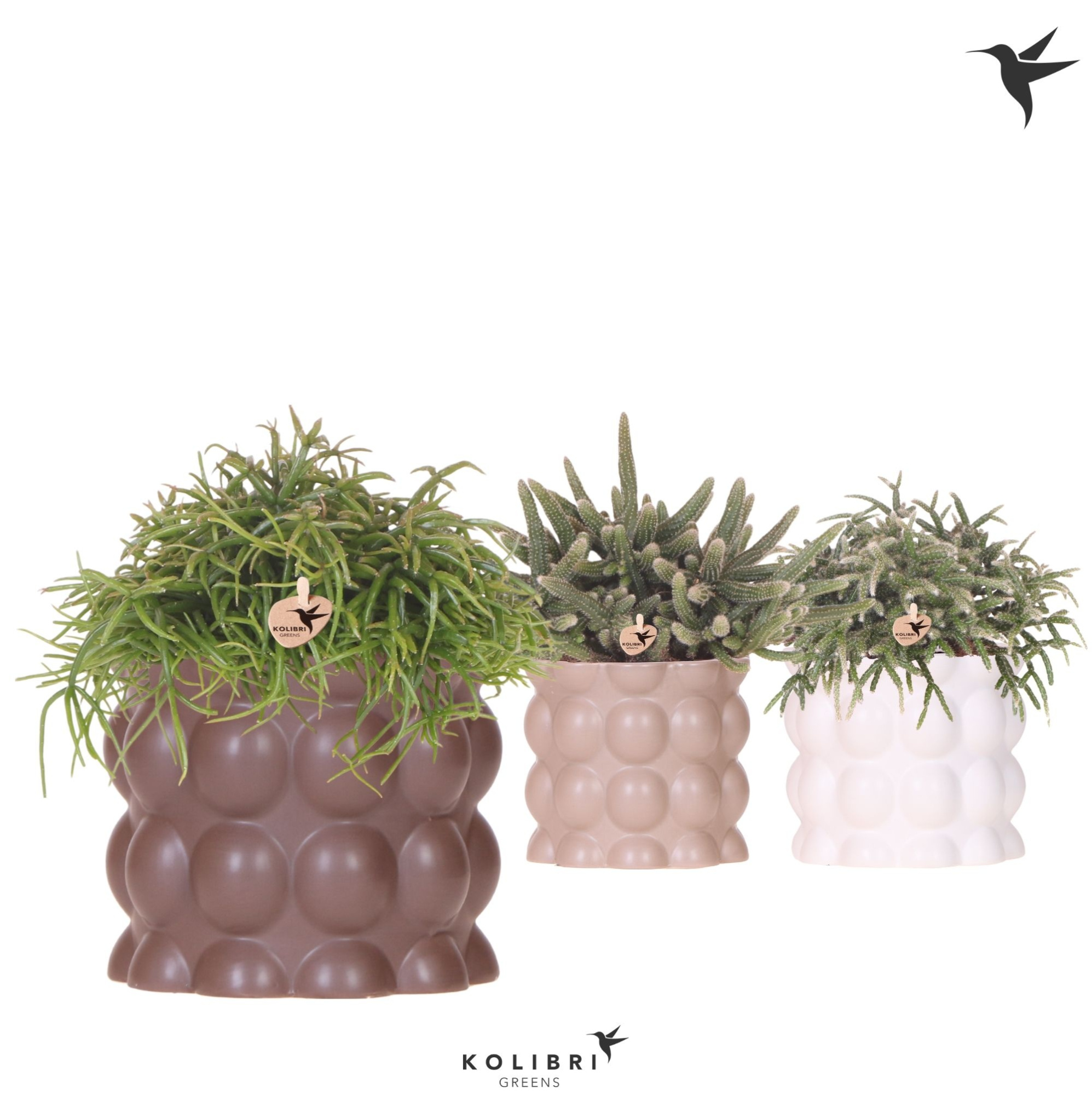 Kolibri Greens Rhipsalis mix in Cotton pot sand mix, D 12 cm