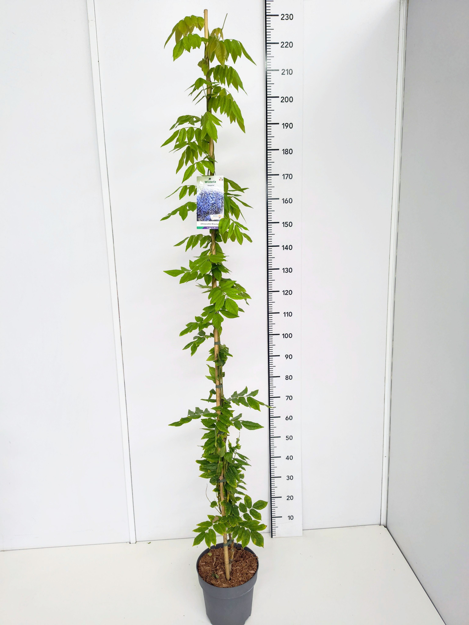 Wisteria brach. 'Okayama' 150-175C7, D 25 cm