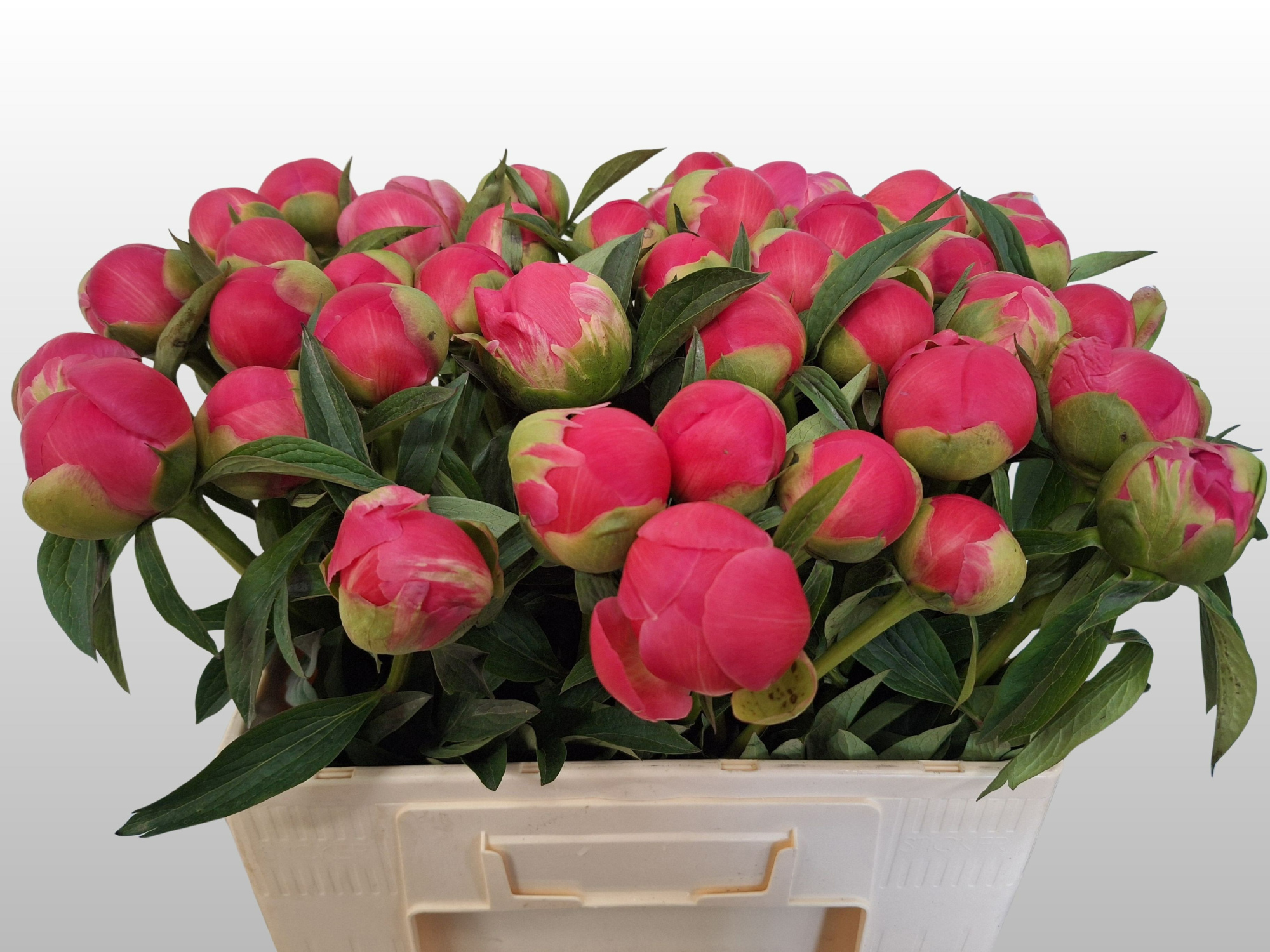 Пион Корал Шарм 55, шт.