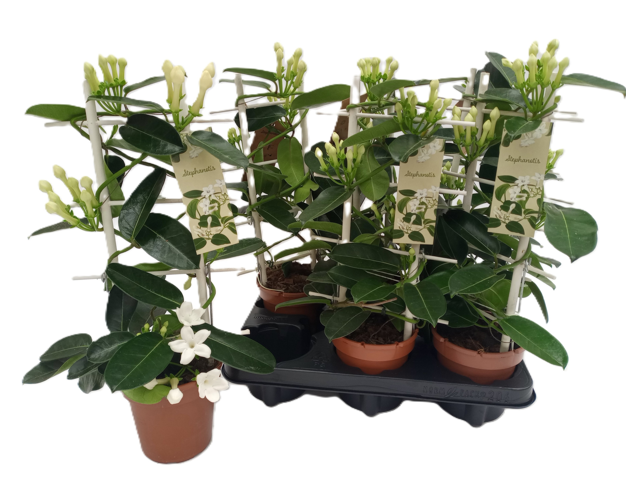 Steph.Romance 3-5 Tros, D 12