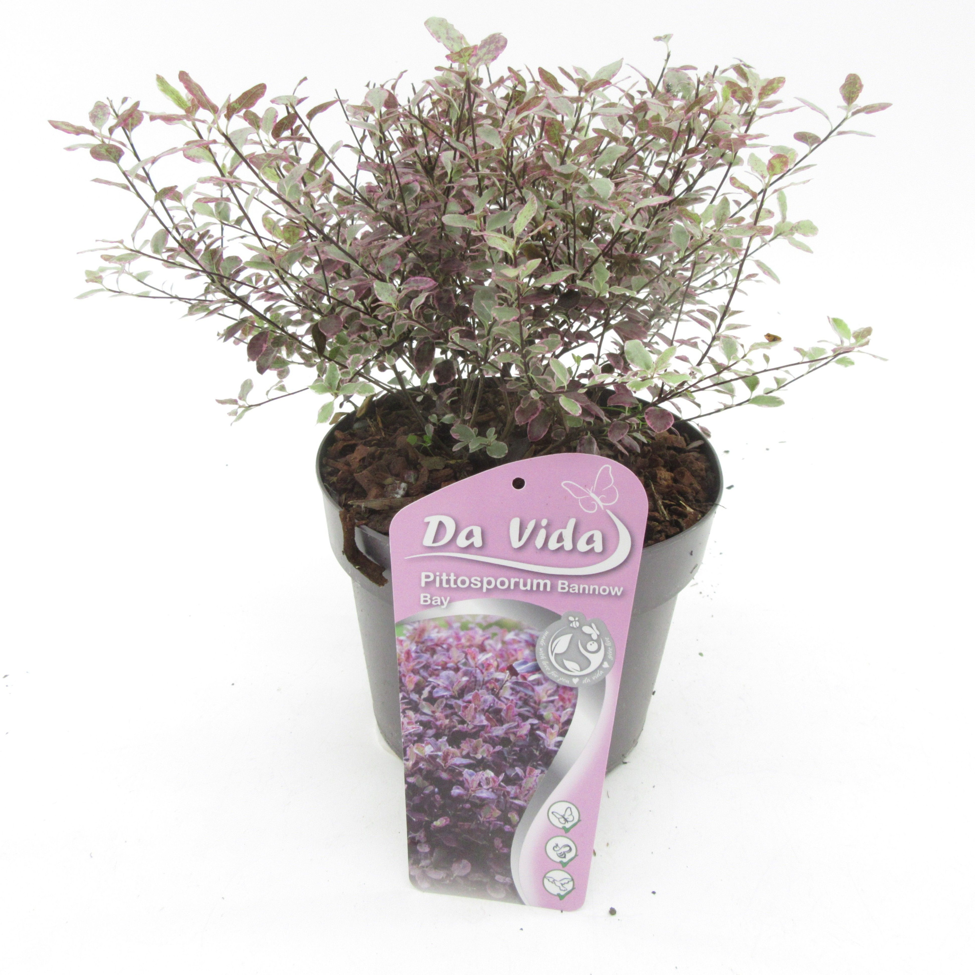 Pittosporum Bannow Bay, D 19 cm