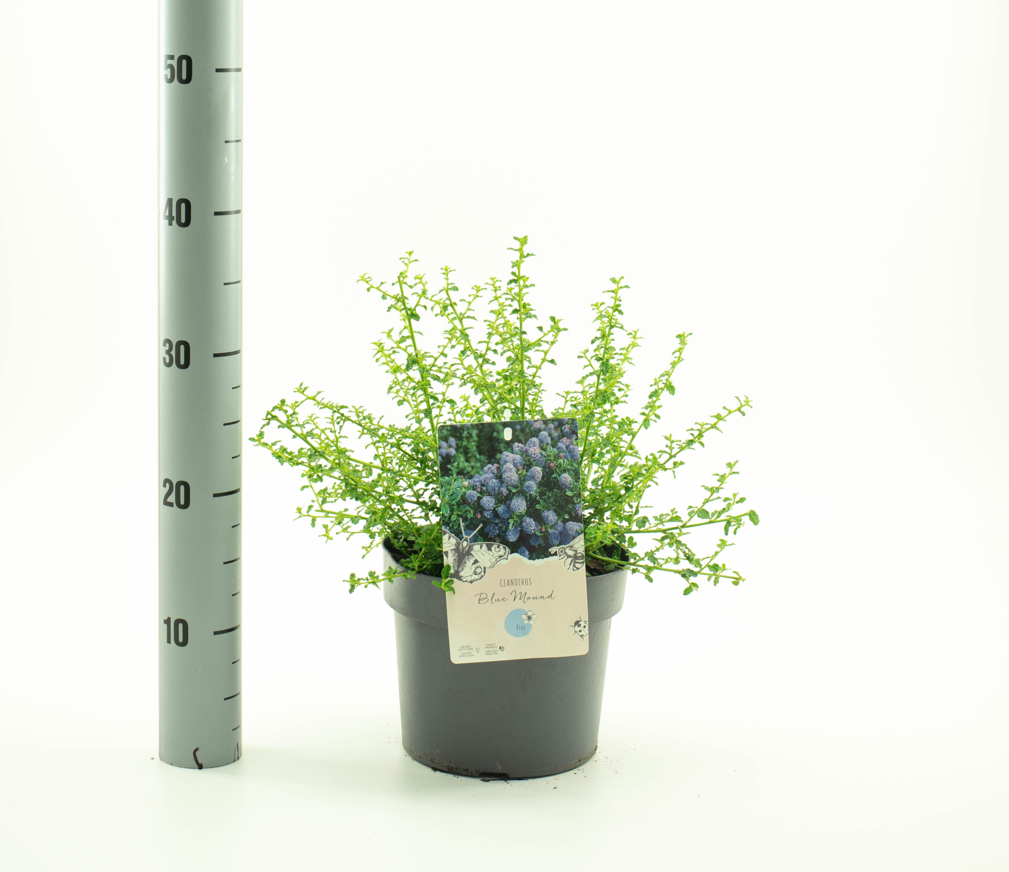 Ceanothus 'Blue Mound', D 19